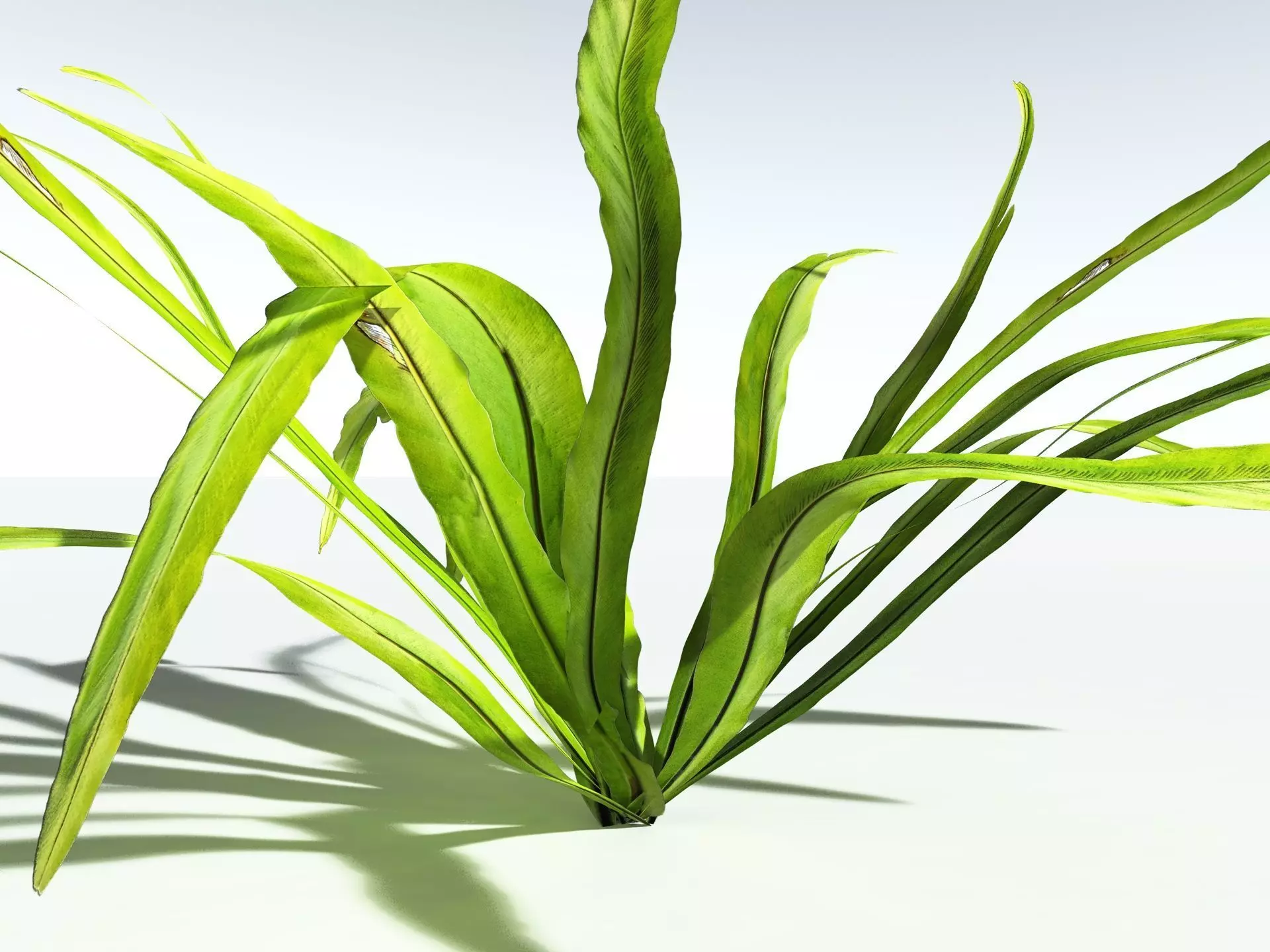 EVERYPlant Birds Nest Fern LowPoly Low-poly 3D model_3