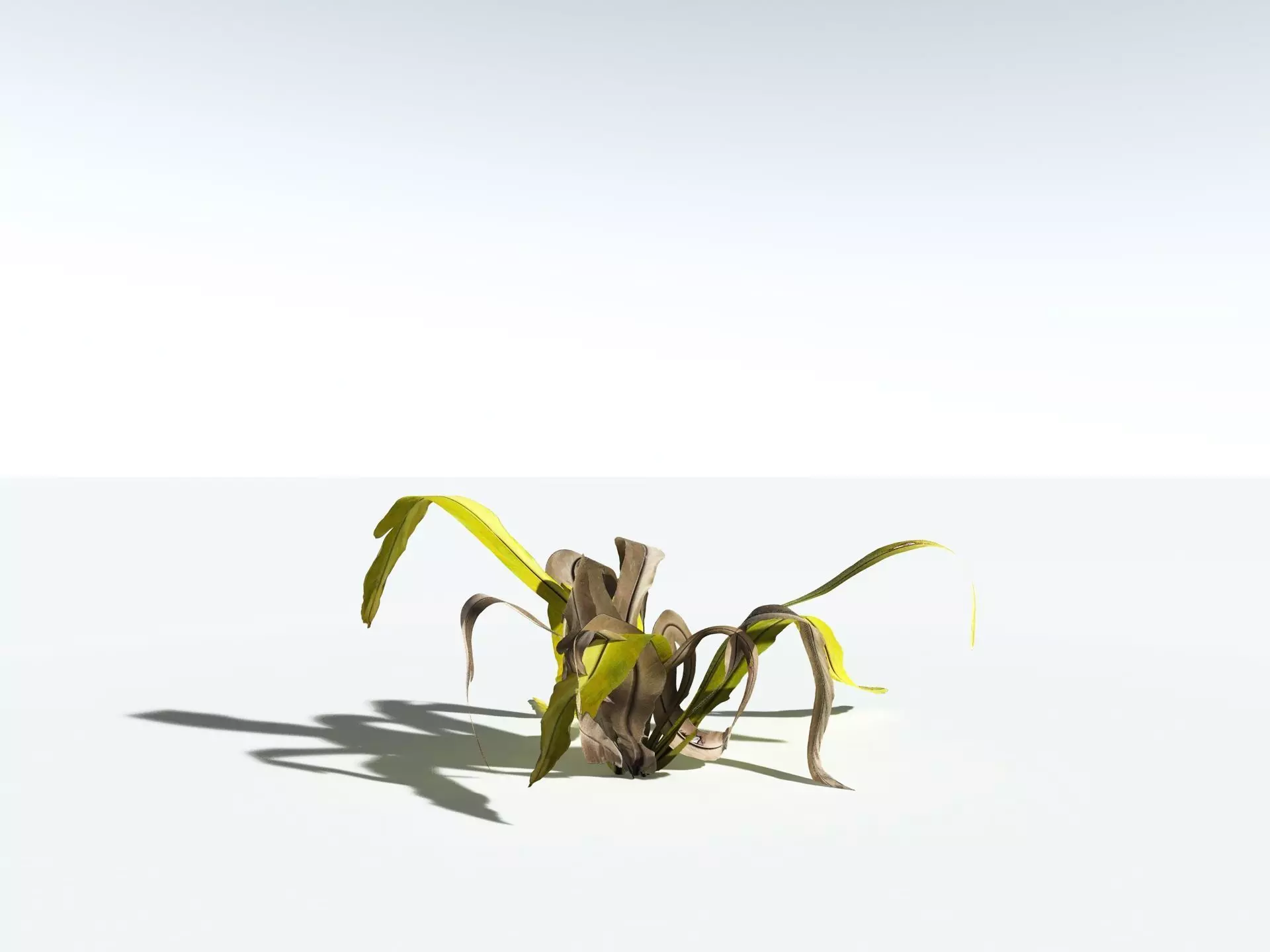 EVERYPlant Birds Nest Fern LowPoly Low-poly 3D model_16