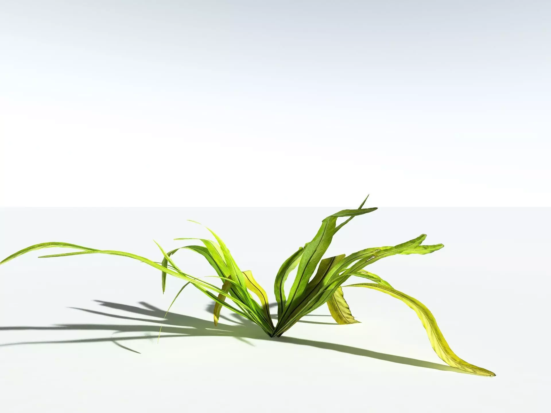 EVERYPlant Birds Nest Fern LowPoly Low-poly 3D model_12