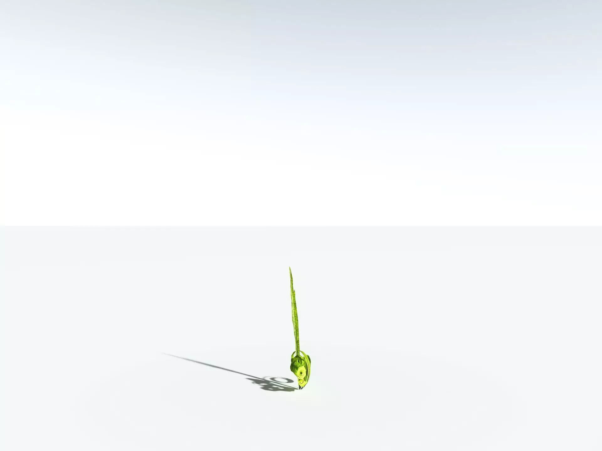 EVERYPlant Birds Nest Fern LowPoly Low-poly 3D model_29