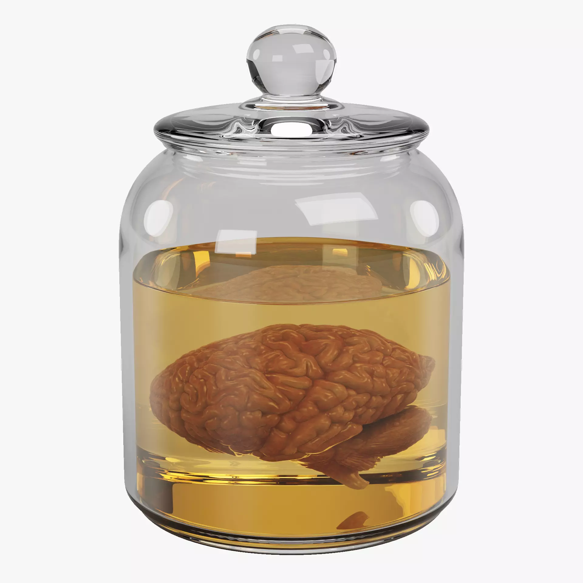 -Realistic Brain in Jar- 3D model_15