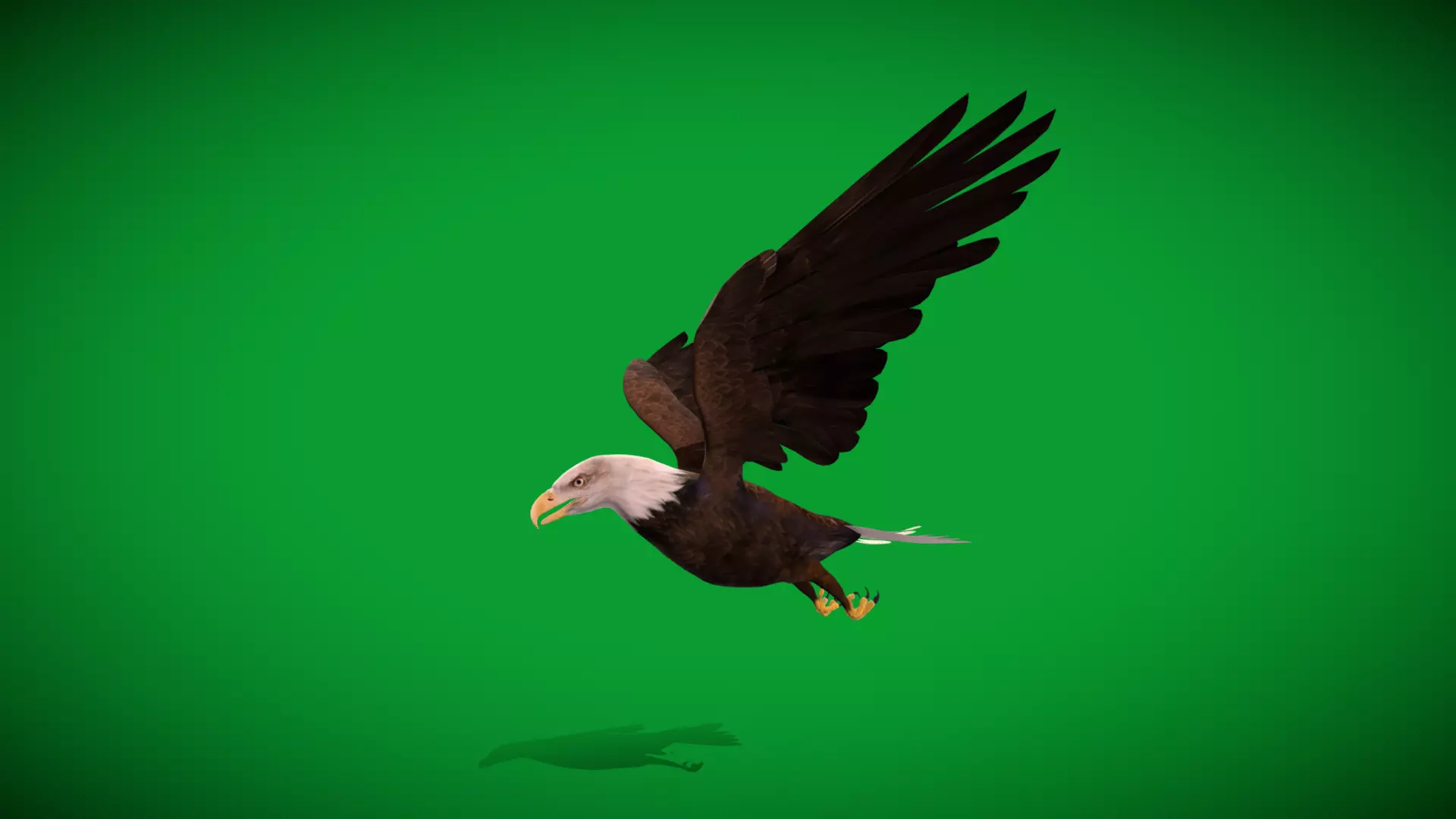 Bald Eagle Bird Low-poly 3D model_42
