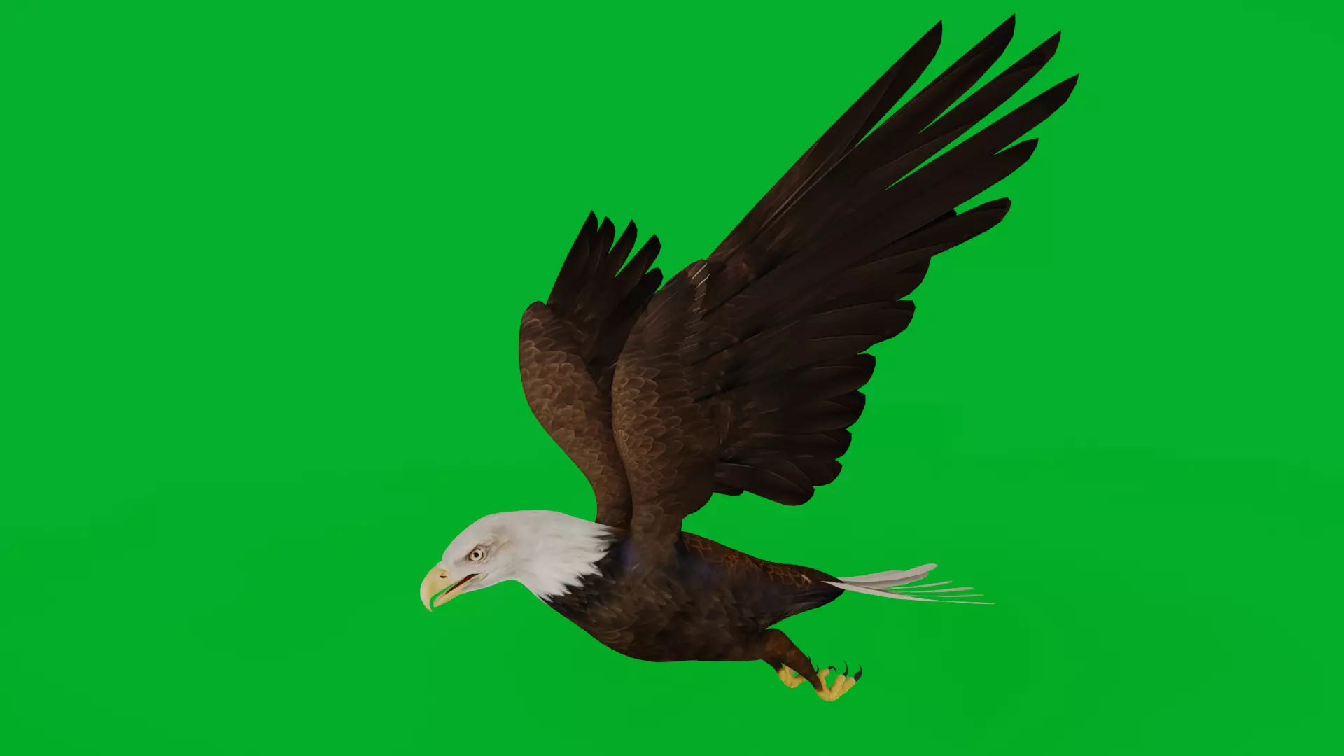 Bald Eagle Bird Low-poly 3D model_0
