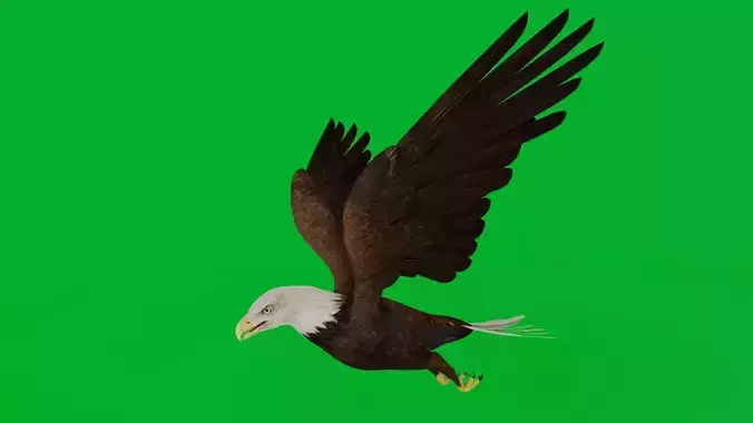 Bald Eagle Bird Low-poly 3D model