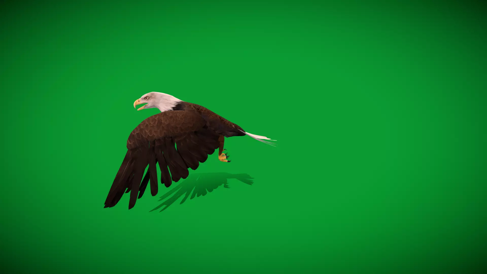 Bald Eagle Bird Low-poly 3D model_40