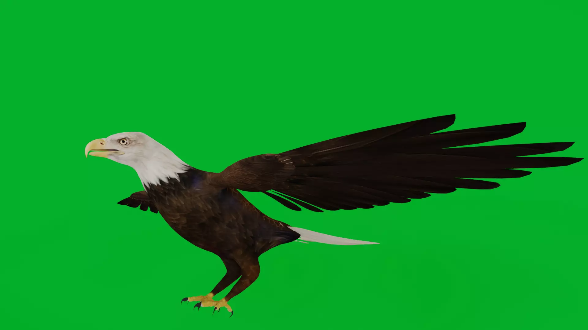 Bald Eagle Bird Low-poly 3D model_8