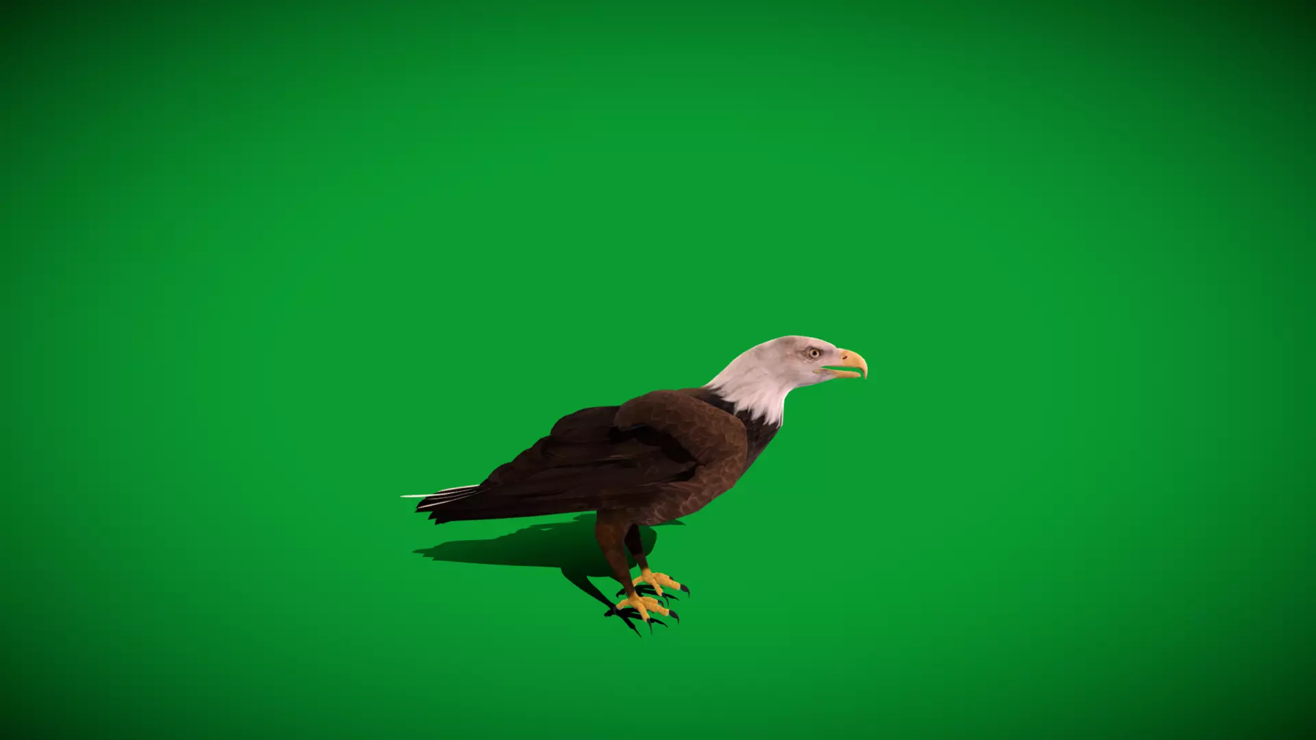 Bald Eagle Bird Low-poly 3D model_38