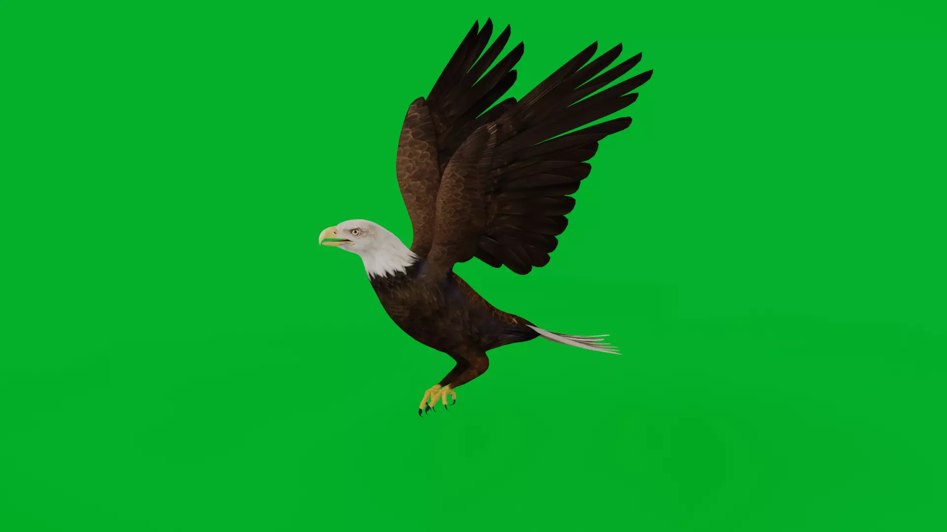 Bald Eagle Bird Low-poly 3D model_10