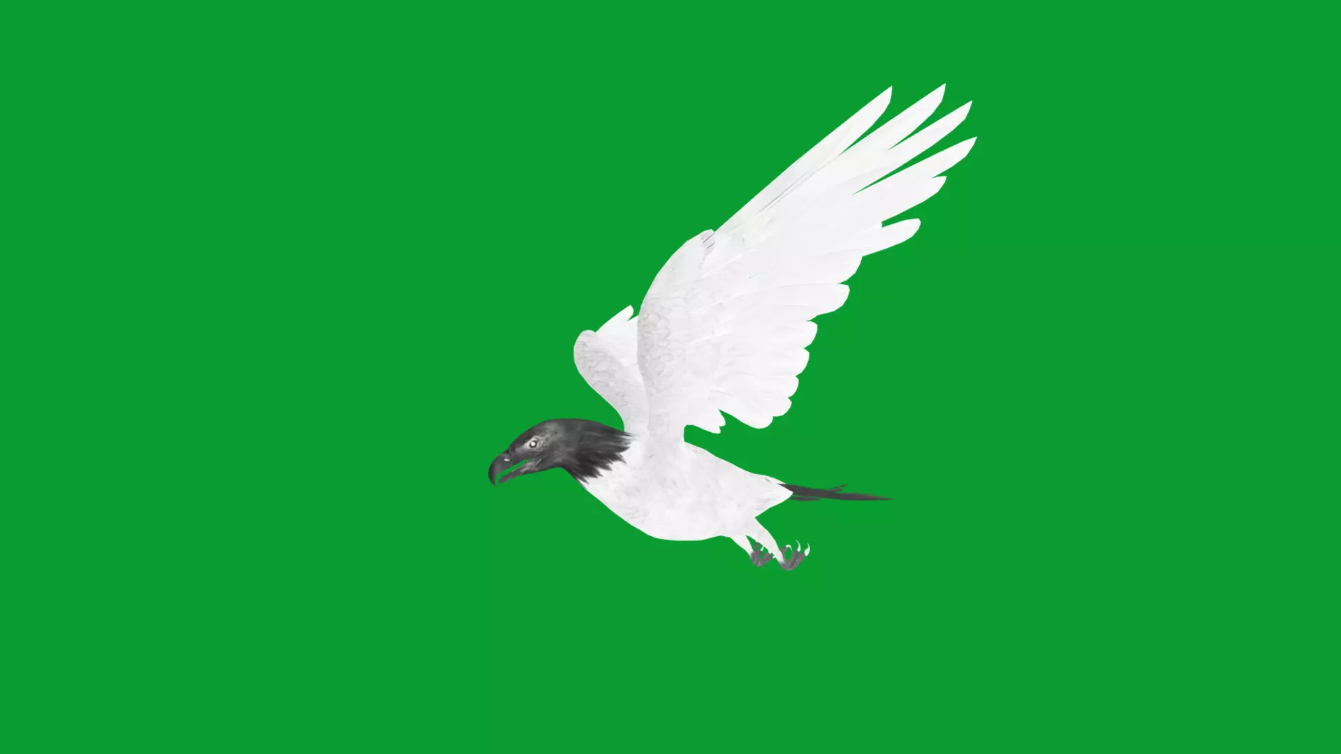 Bald Eagle Bird Low-poly 3D model_18