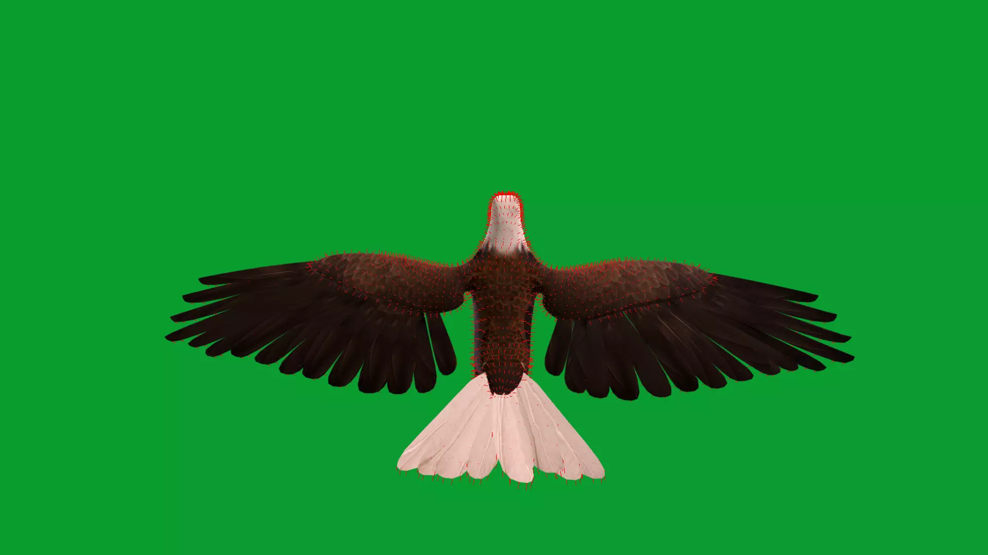 Bald Eagle Bird Low-poly 3D model_34