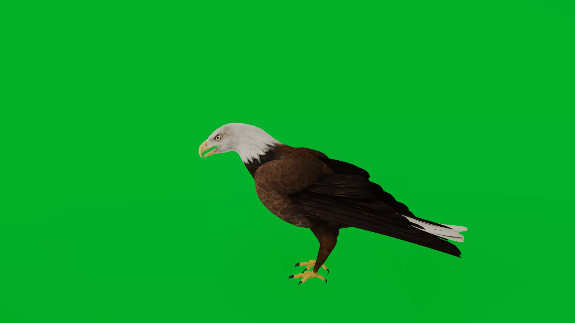 Bald Eagle Bird Low-poly 3D model_14