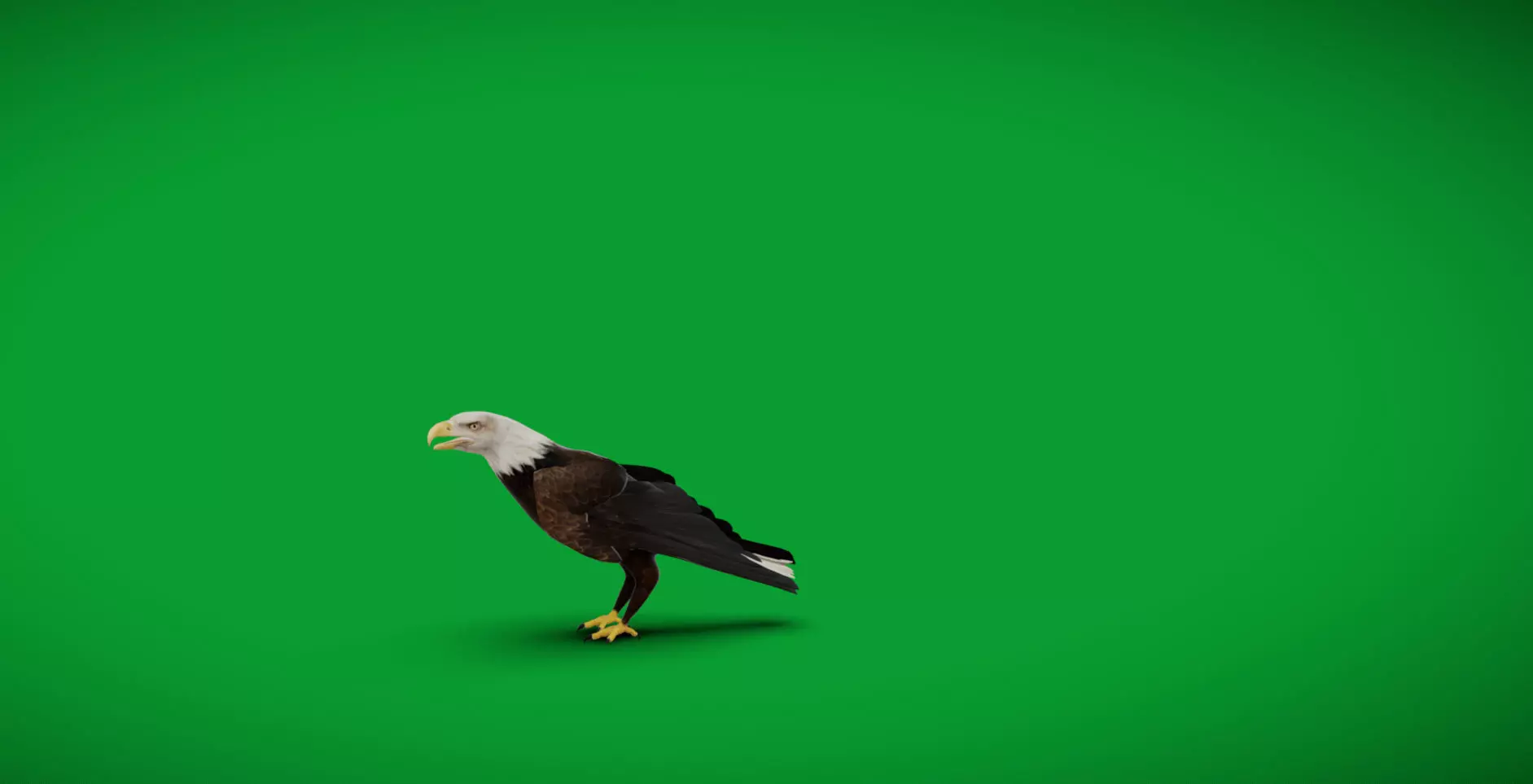 Bald Eagle Bird Low-poly 3D model_7