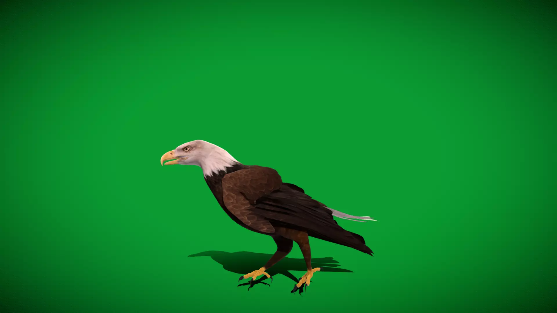 Bald Eagle Bird Low-poly 3D model_41