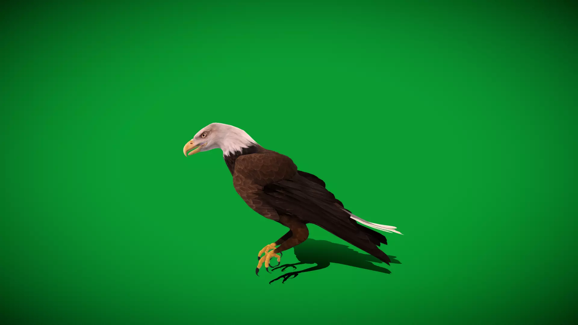 Bald Eagle Bird Low-poly 3D model_39