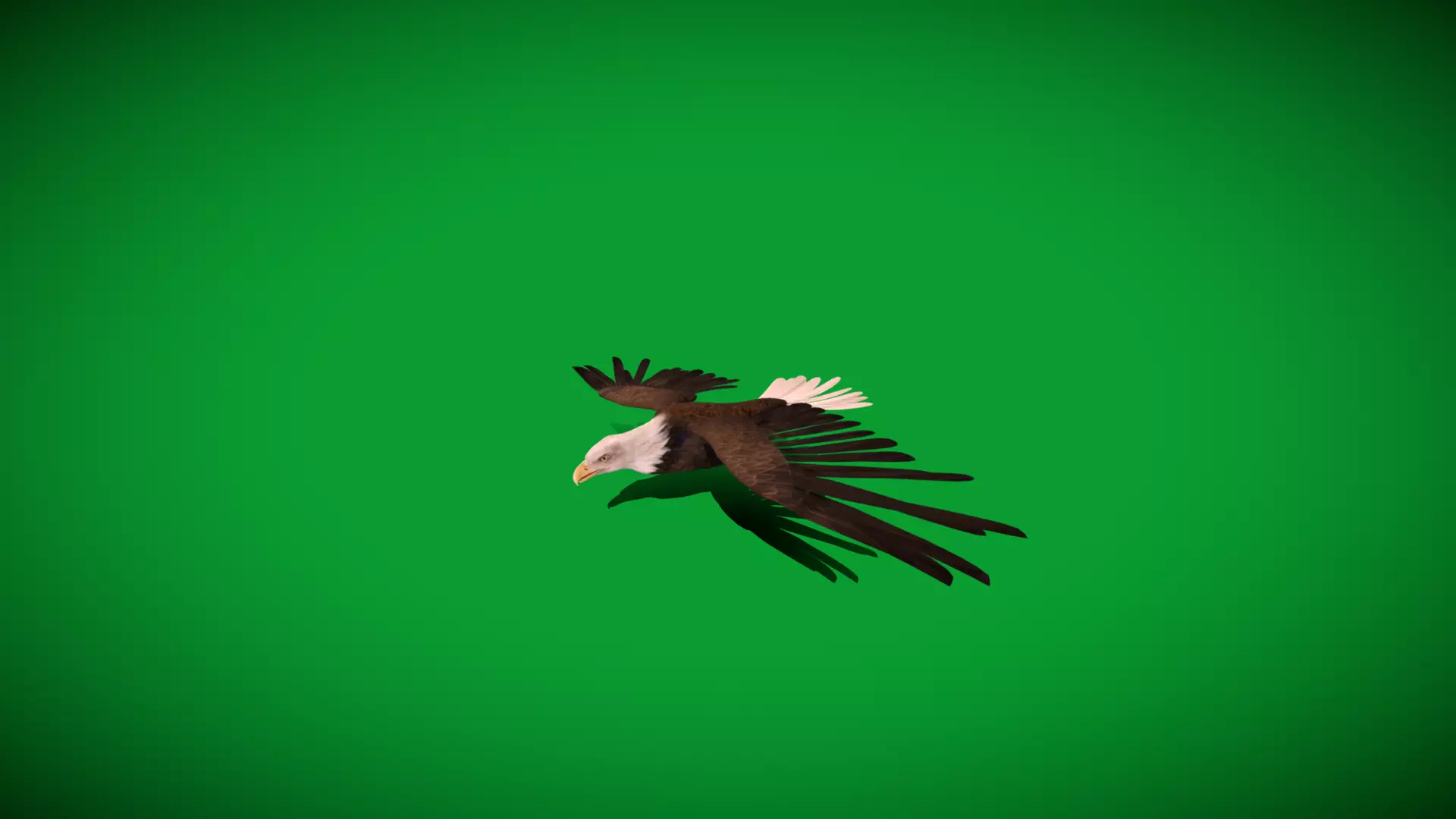 Bald Eagle Bird Low-poly 3D model_37