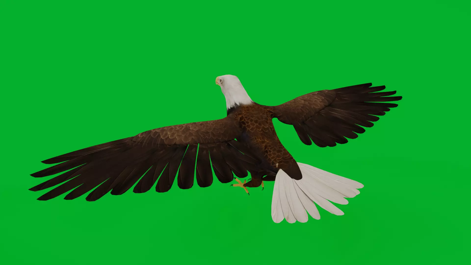 Bald Eagle Bird Low-poly 3D model_9