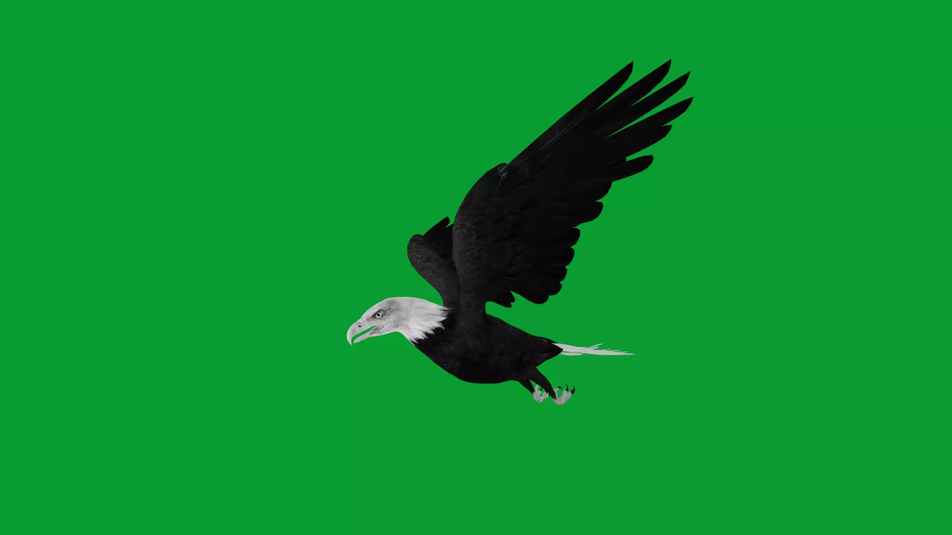 Bald Eagle Bird Low-poly 3D model_22