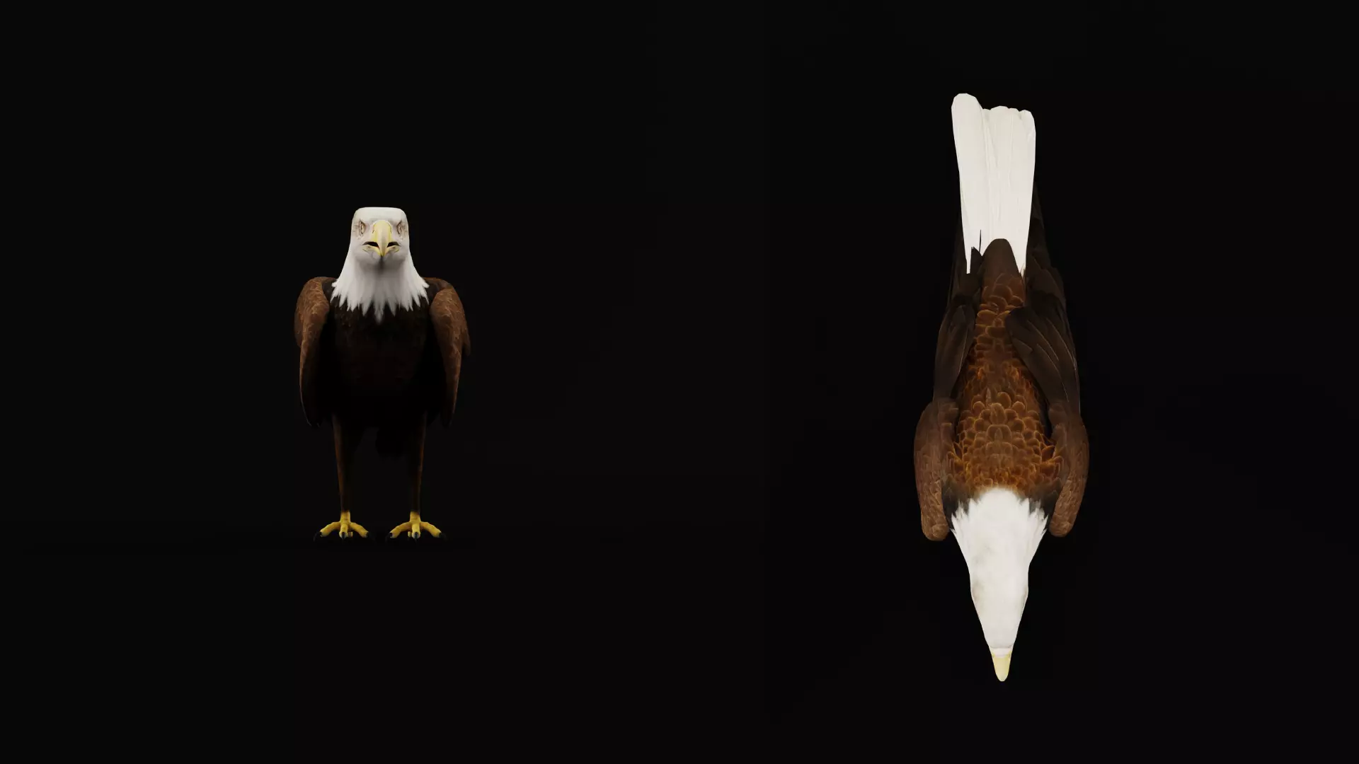 Bald Eagle Bird Low-poly 3D model_20