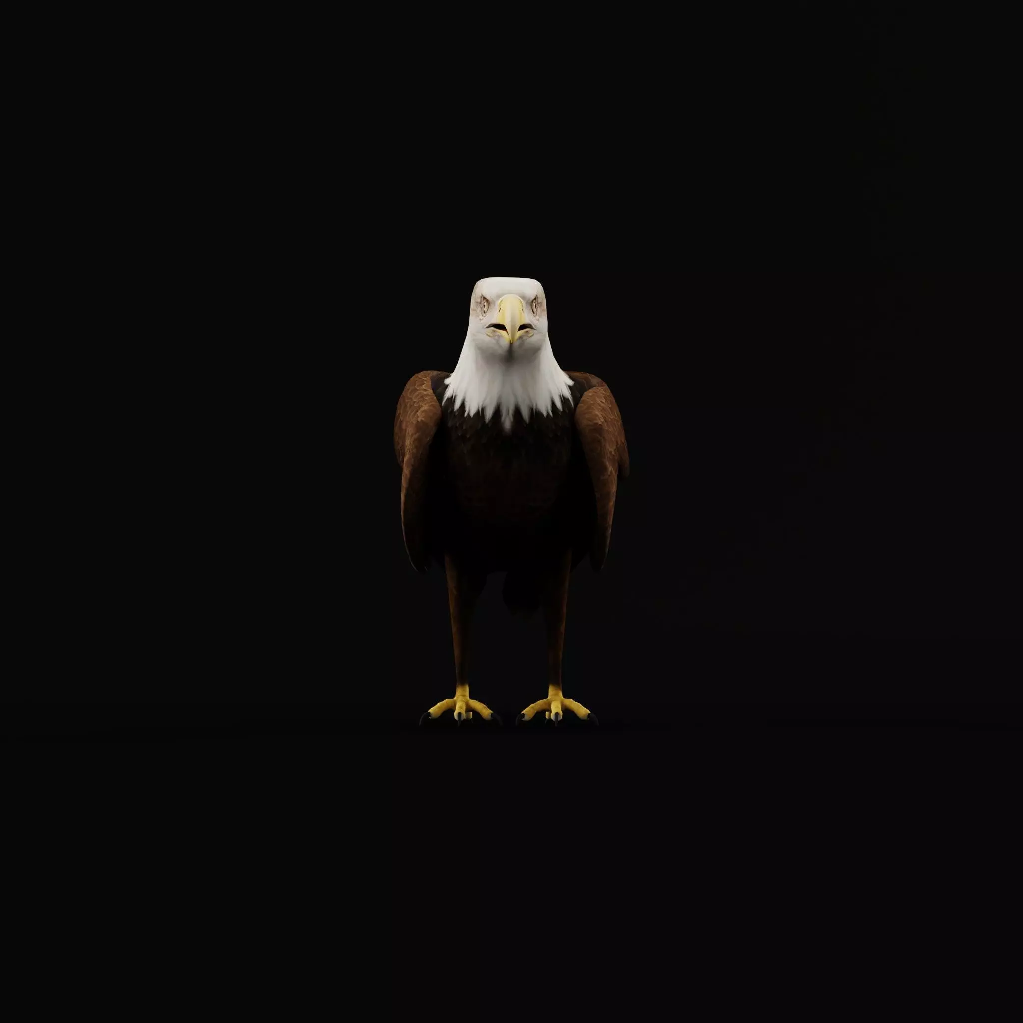 Bald Eagle Bird Low-poly 3D model_4