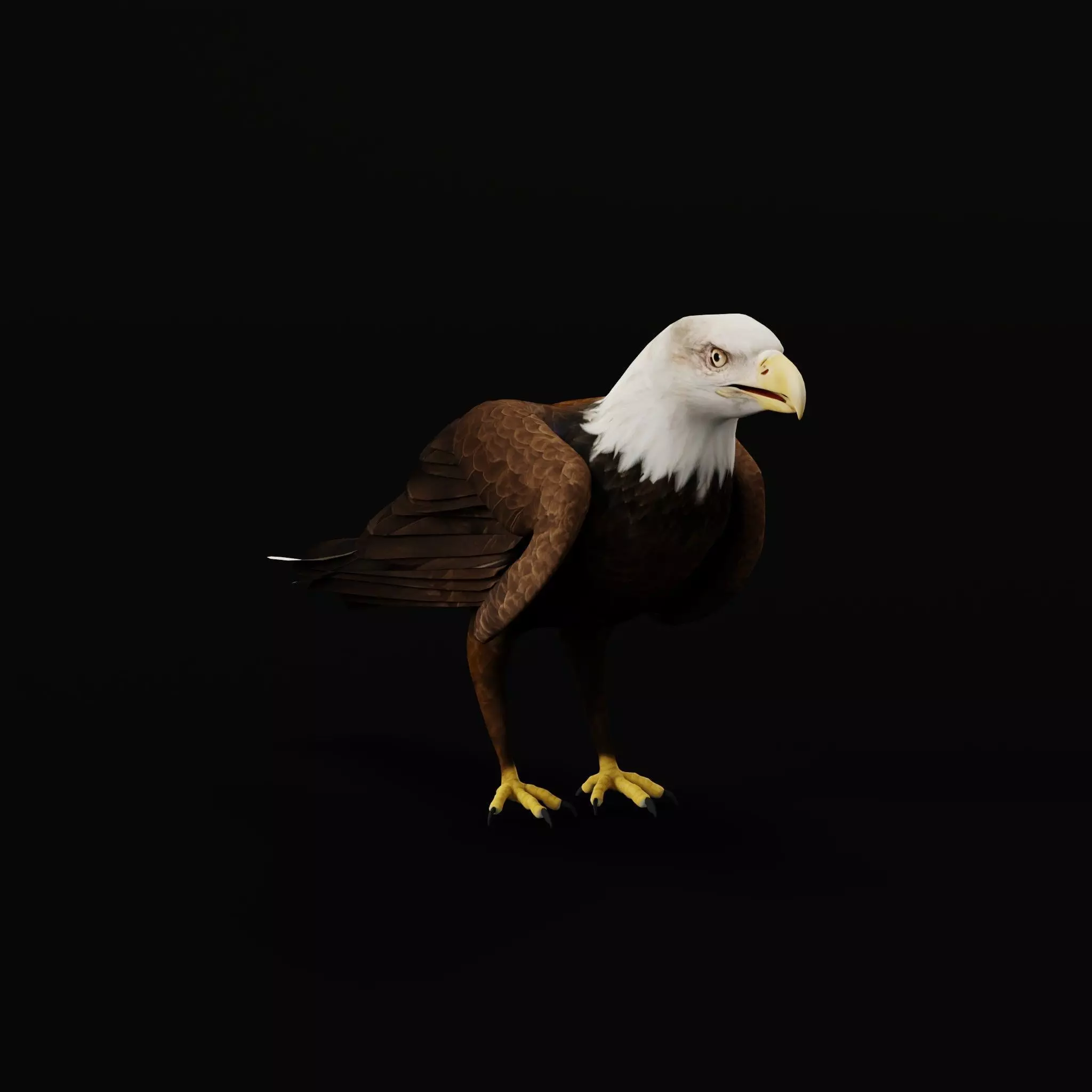 Bald Eagle Bird Low-poly 3D model_6