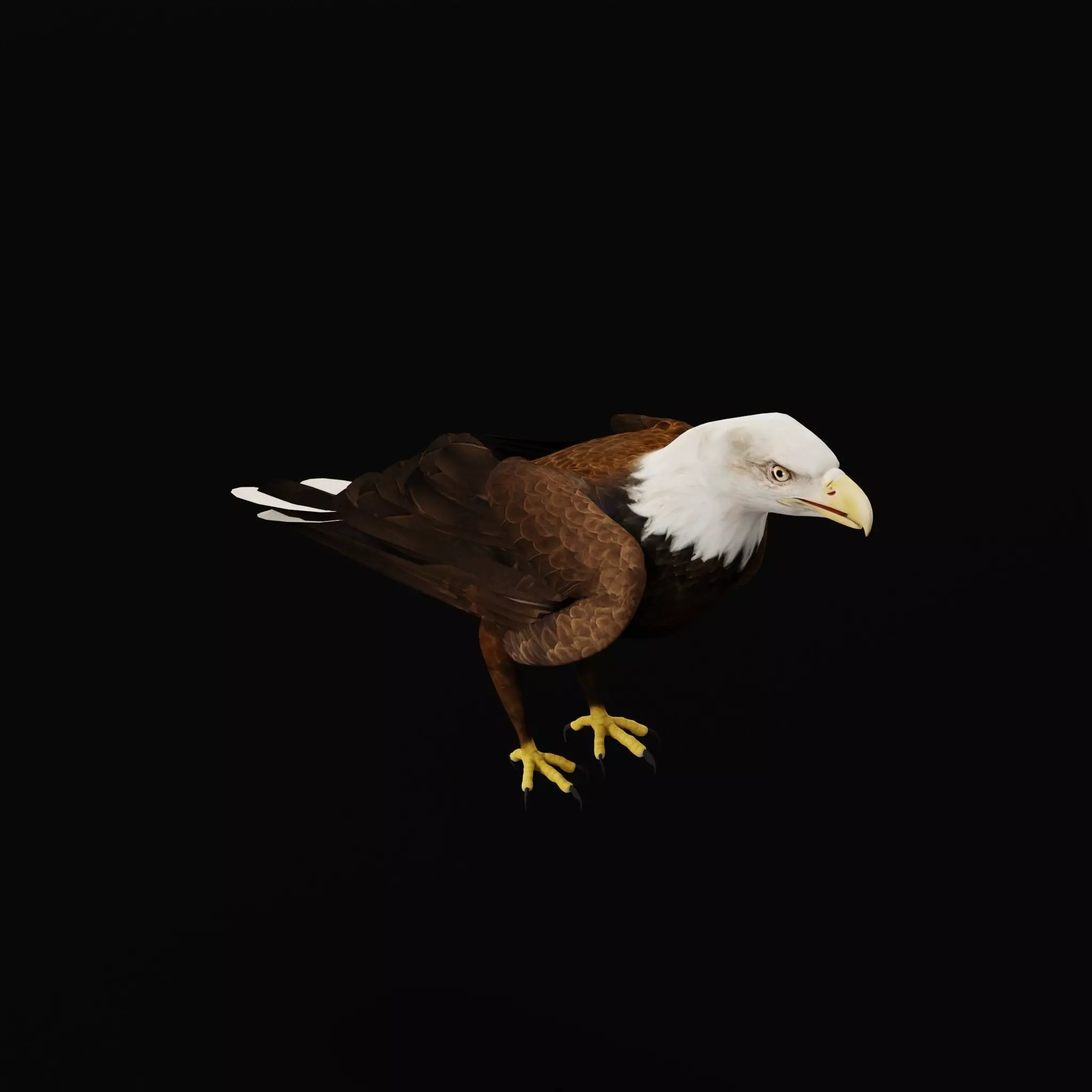 Bald Eagle Bird Low-poly 3D model_12