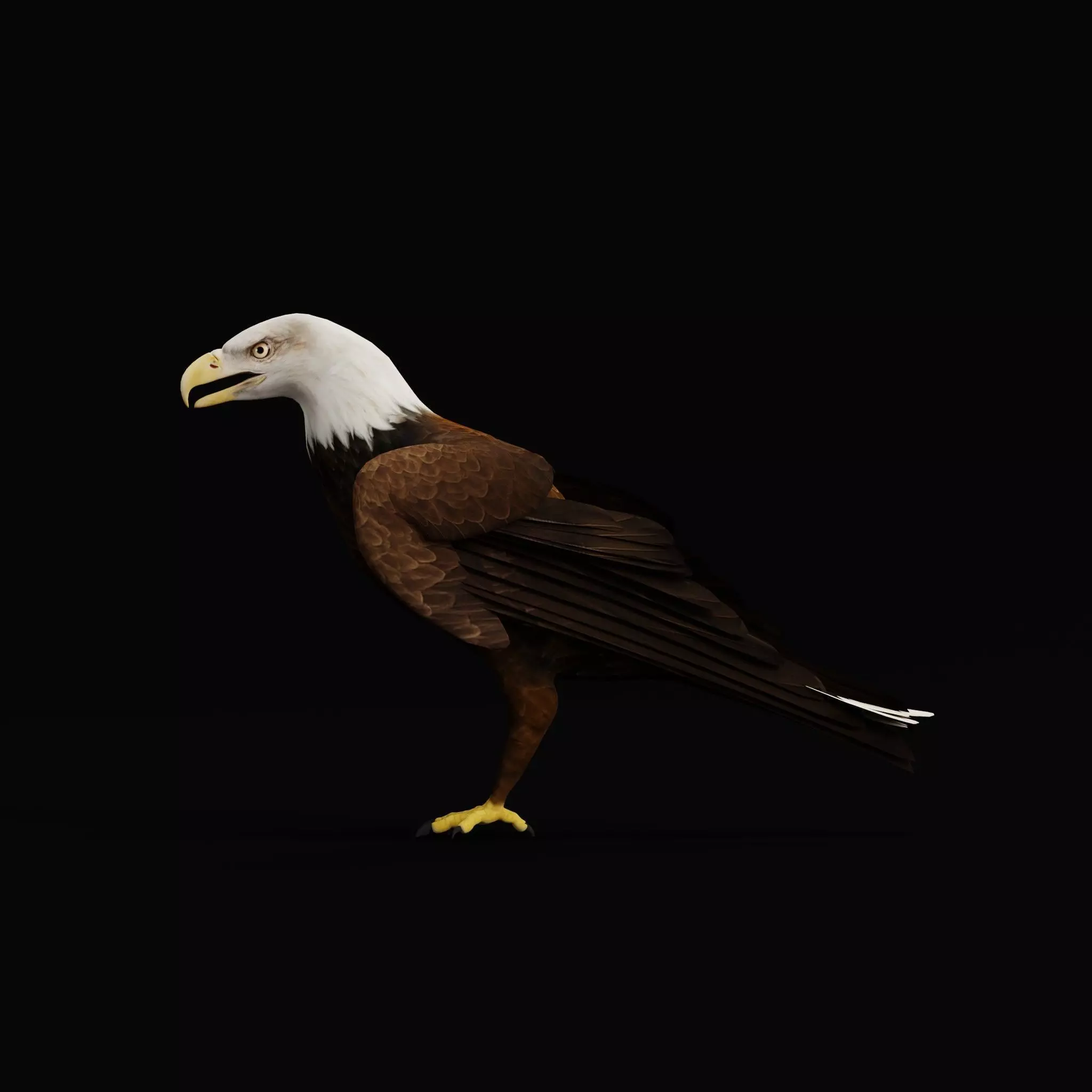 Bald Eagle Bird Low-poly 3D model_5