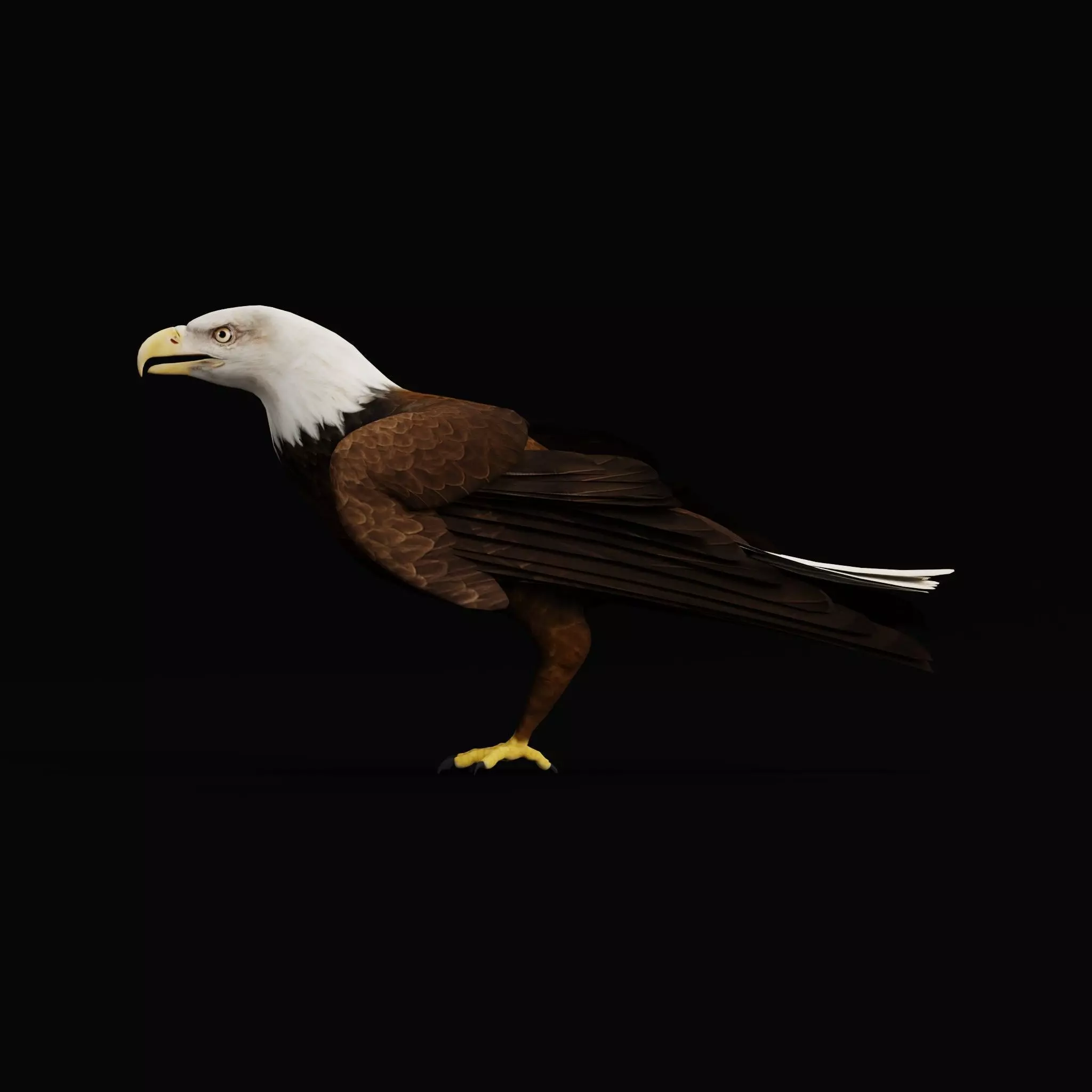 Bald Eagle Bird Low-poly 3D model_11