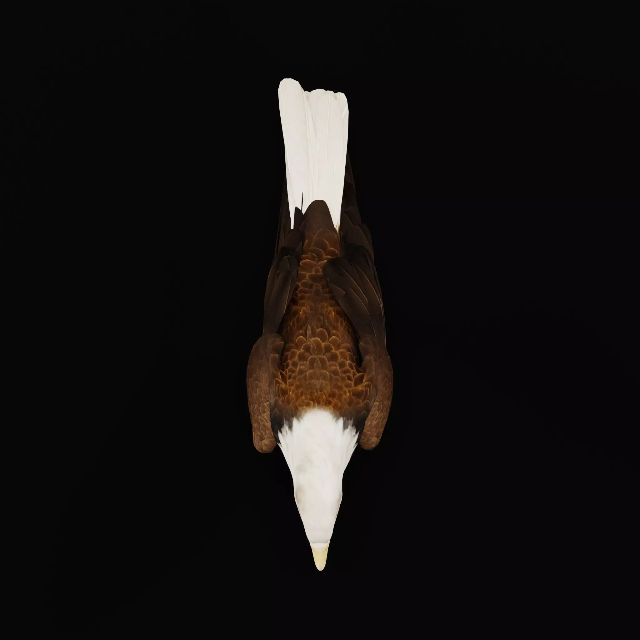 Bald Eagle Bird Low-poly 3D model_3