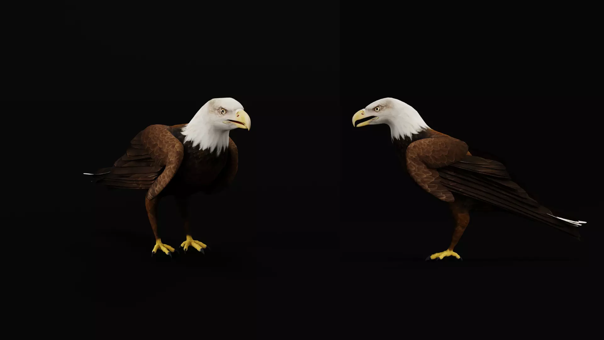 Bald Eagle Bird Low-poly 3D model_35