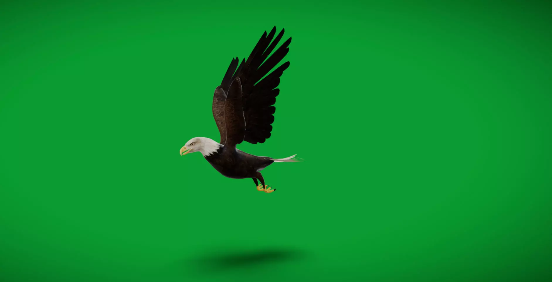 Bald Eagle Bird Low-poly 3D model_13