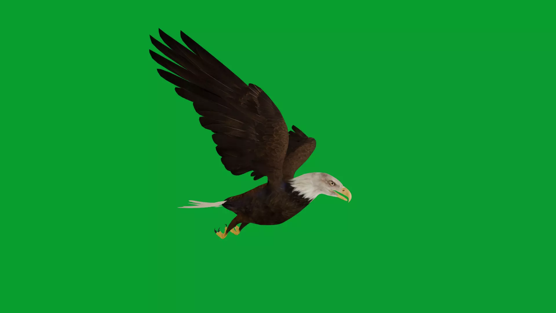 Bald Eagle Bird Low-poly 3D model_25