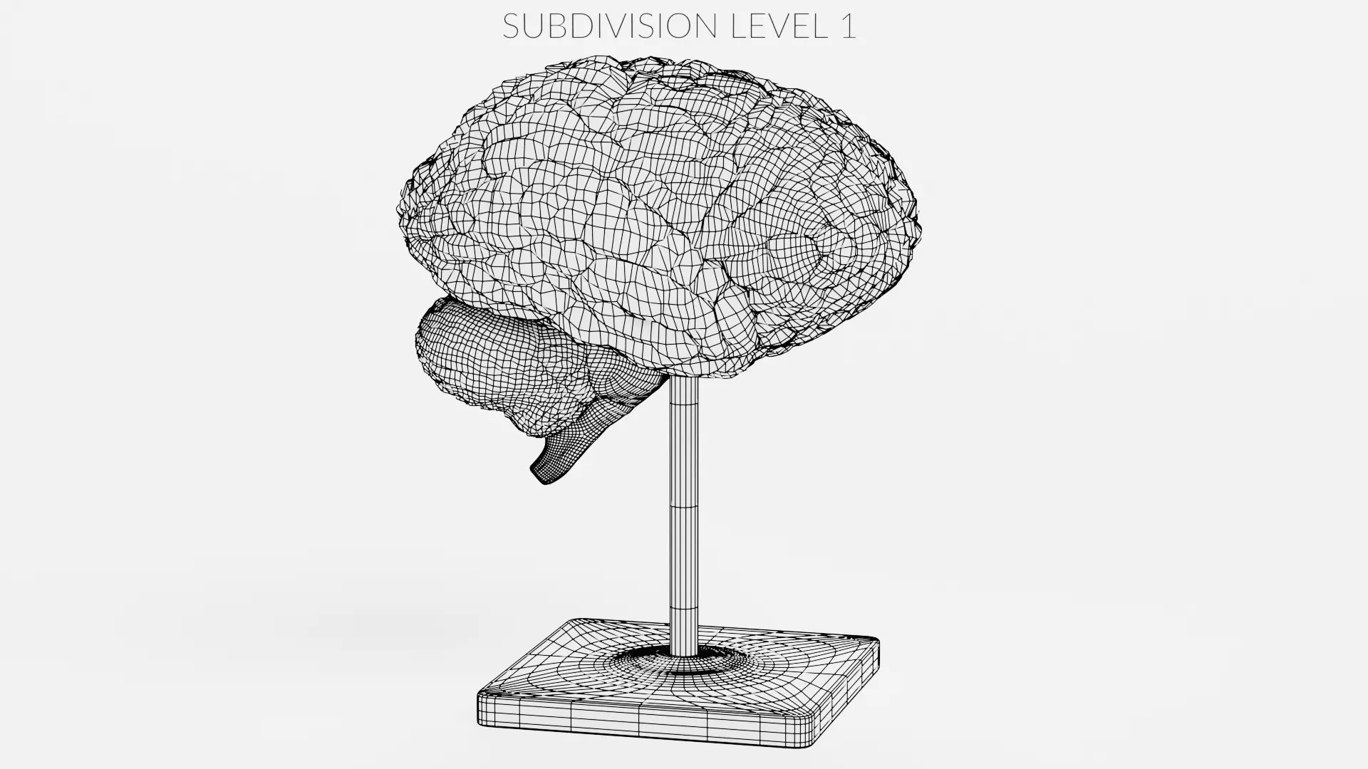 -Plastic Brain Model on Stand- 3D model_9