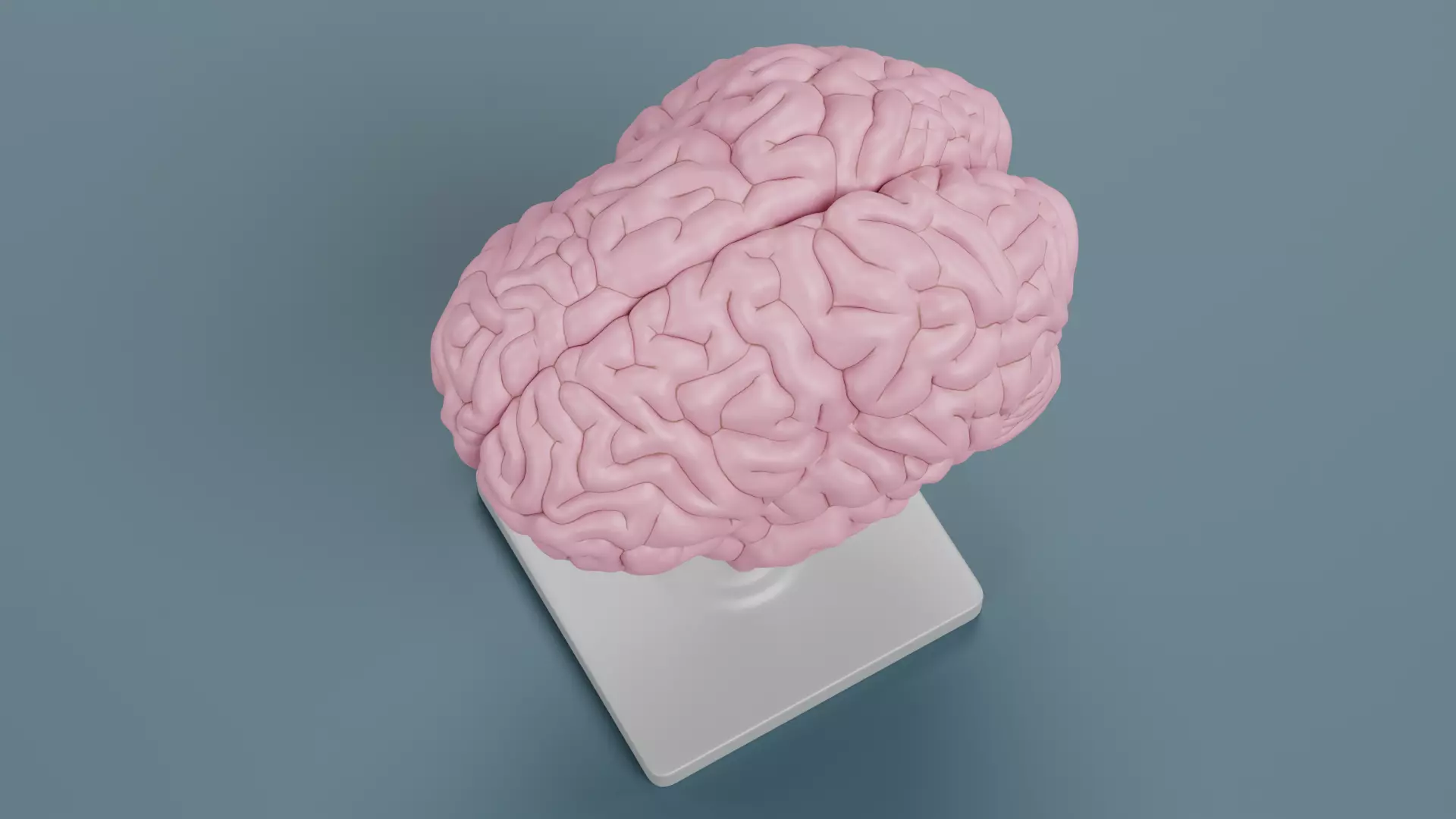 -Plastic Brain Model on Stand- 3D model_5