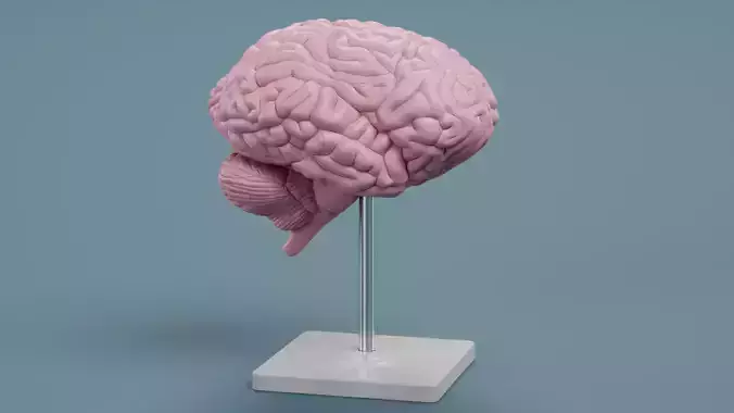 -Plastic Brain Model on Stand- 3D model -Plastic Brain Model on Stand- 3D model