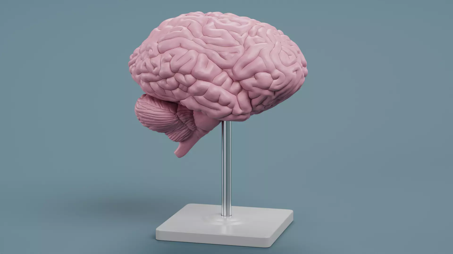-Plastic Brain Model on Stand- 3D model_0