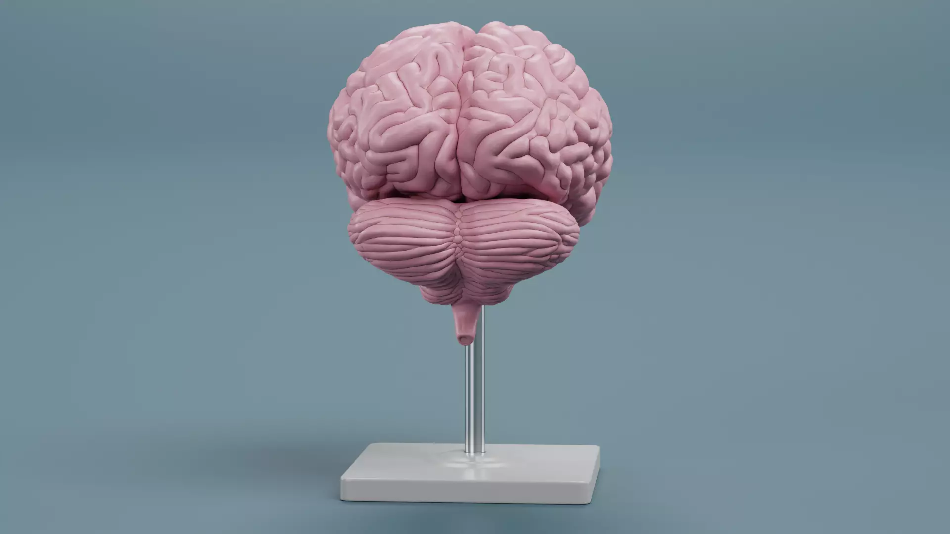 -Plastic Brain Model on Stand- 3D model_2