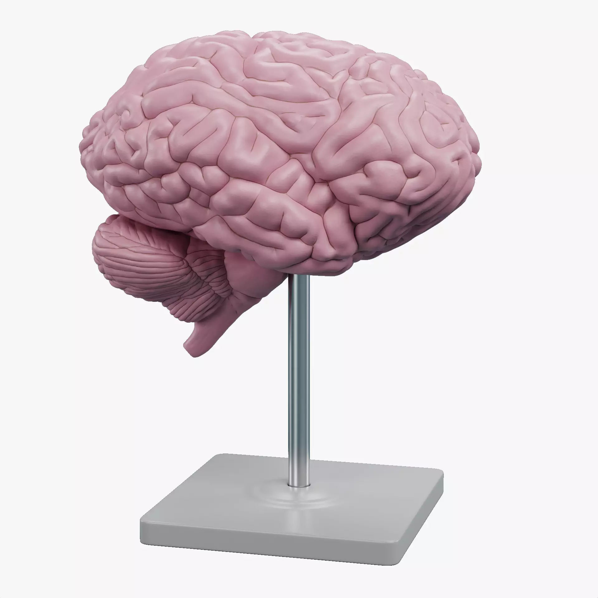 -Plastic Brain Model on Stand- 3D model_12