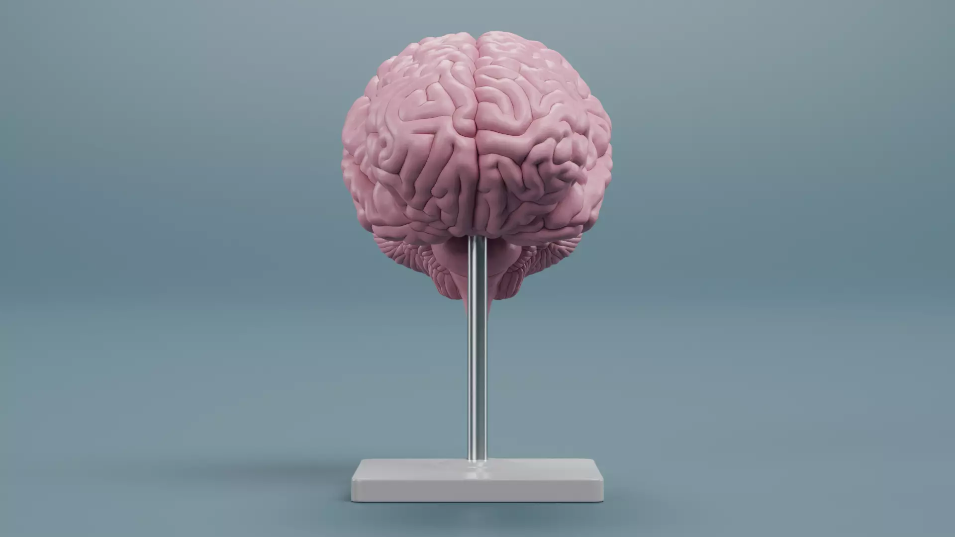 -Plastic Brain Model on Stand- 3D model_4