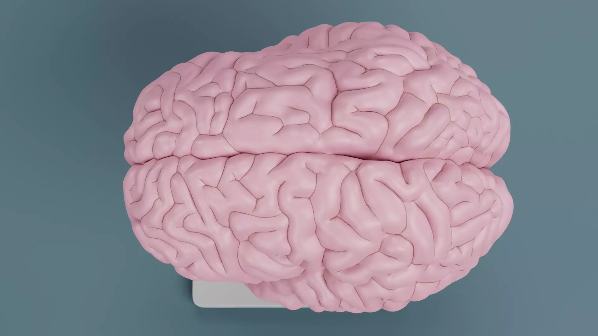 -Plastic Brain Model on Stand- 3D model_6