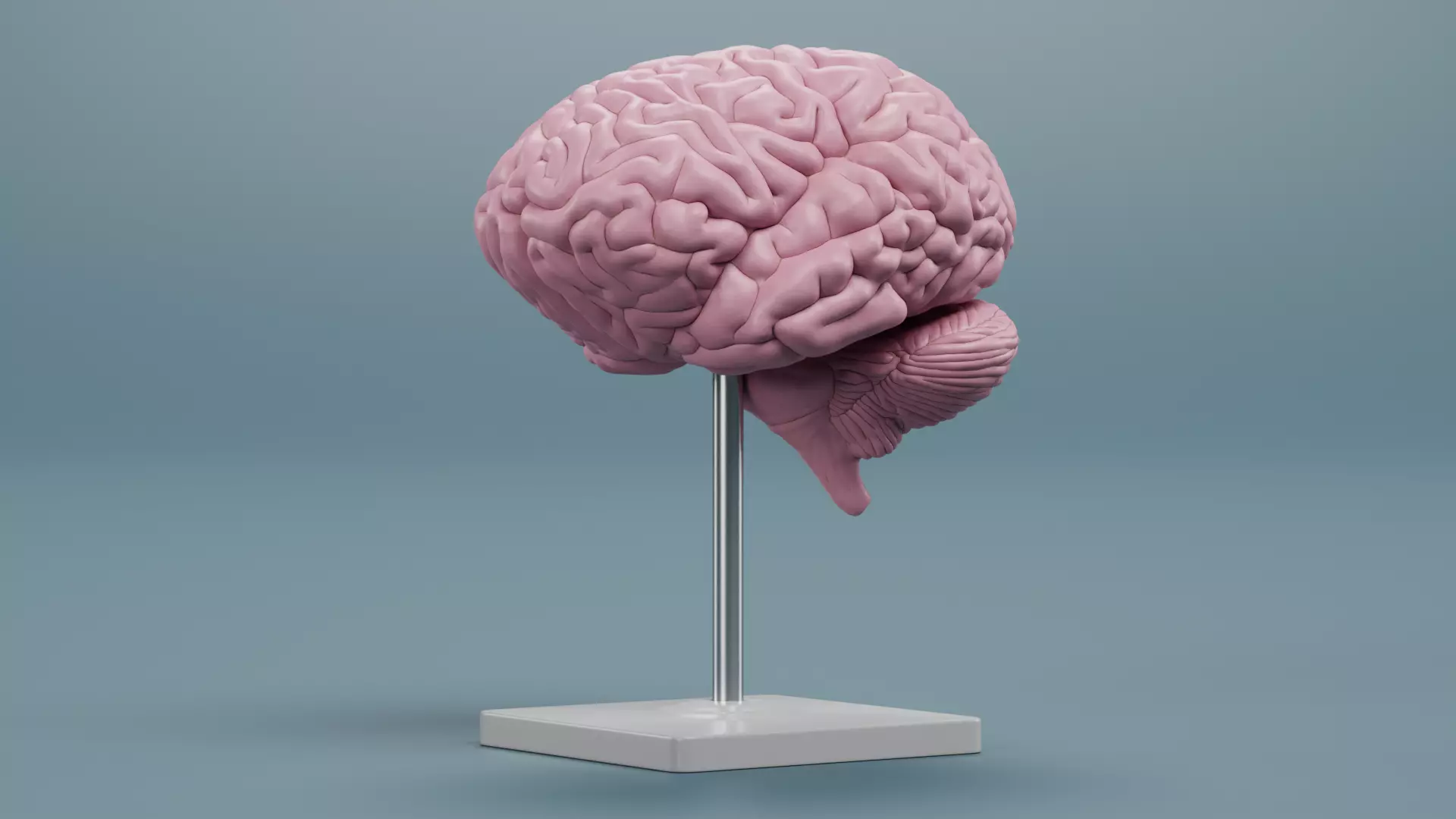 -Plastic Brain Model on Stand- 3D model_3