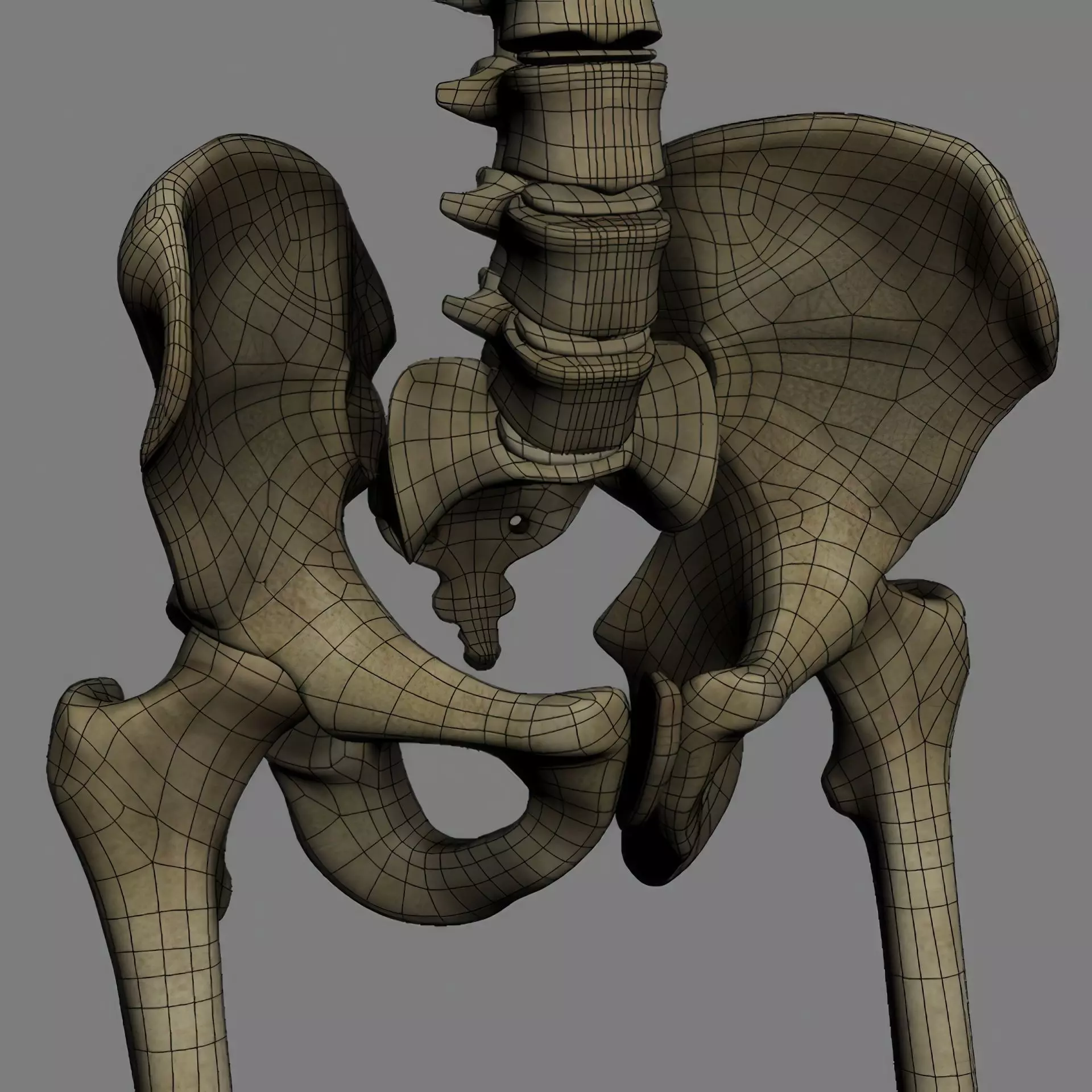 Human Skeleton System Rigged 3D model_23