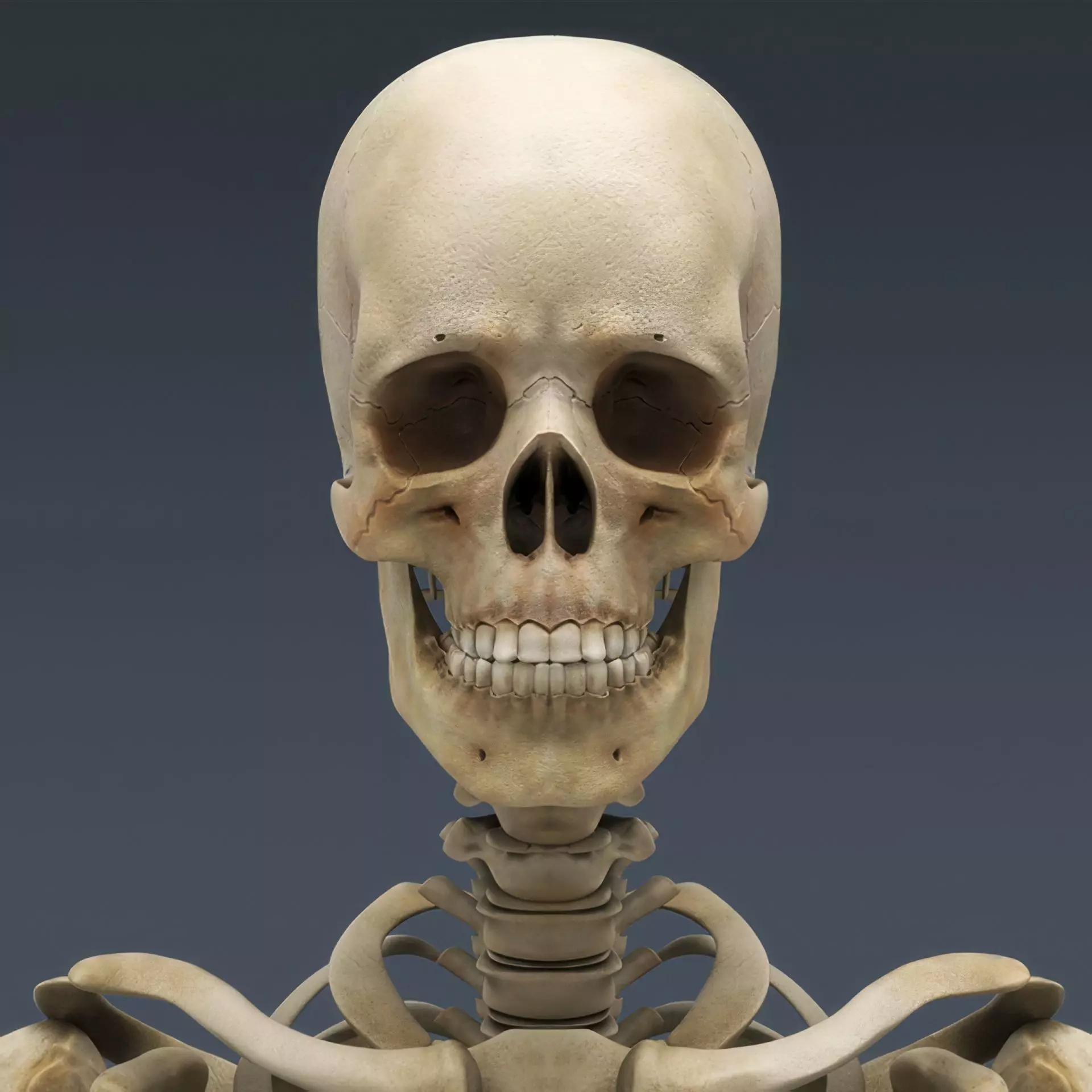 Human Skeleton System Rigged 3D model_13