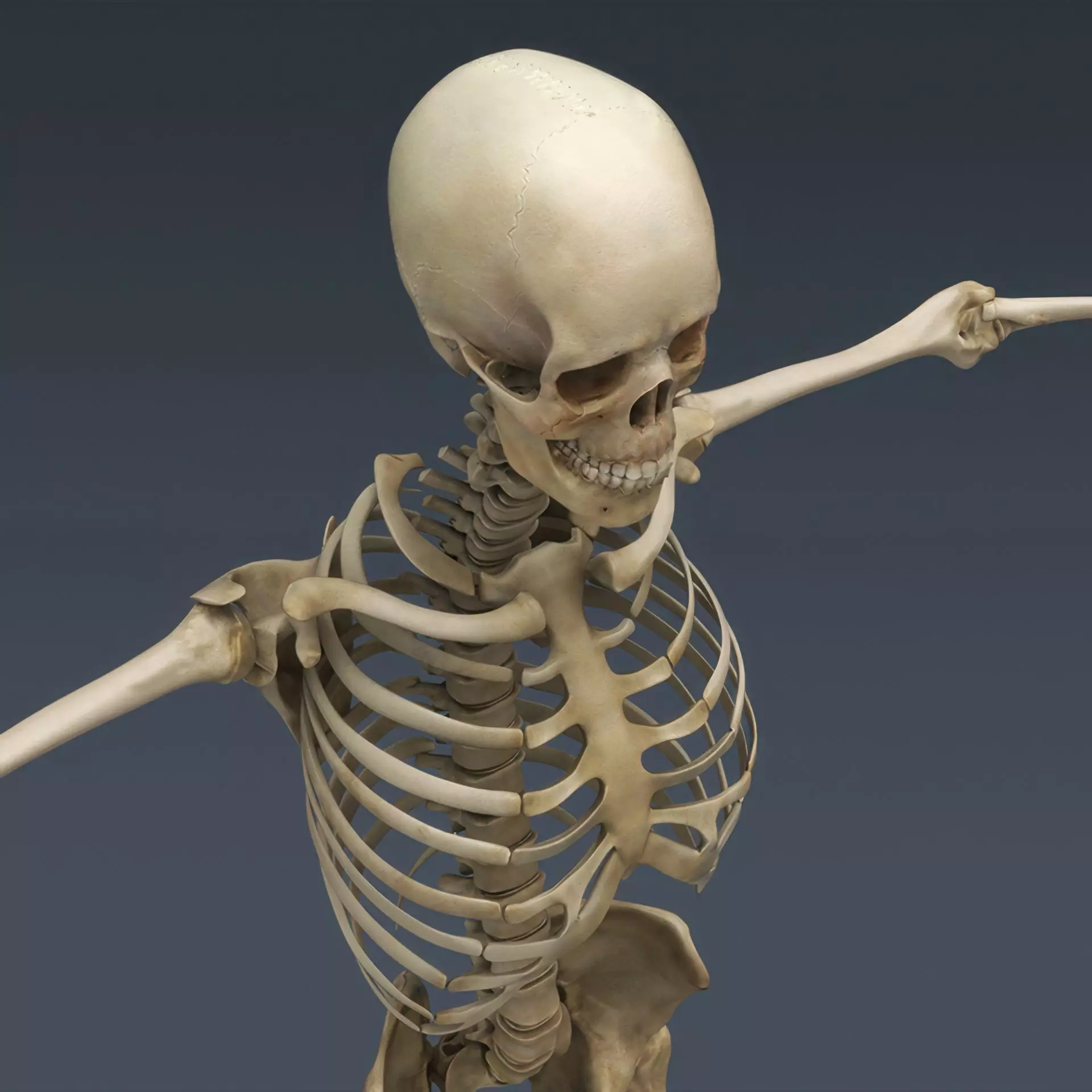 Human Skeleton System Rigged 3D model_9