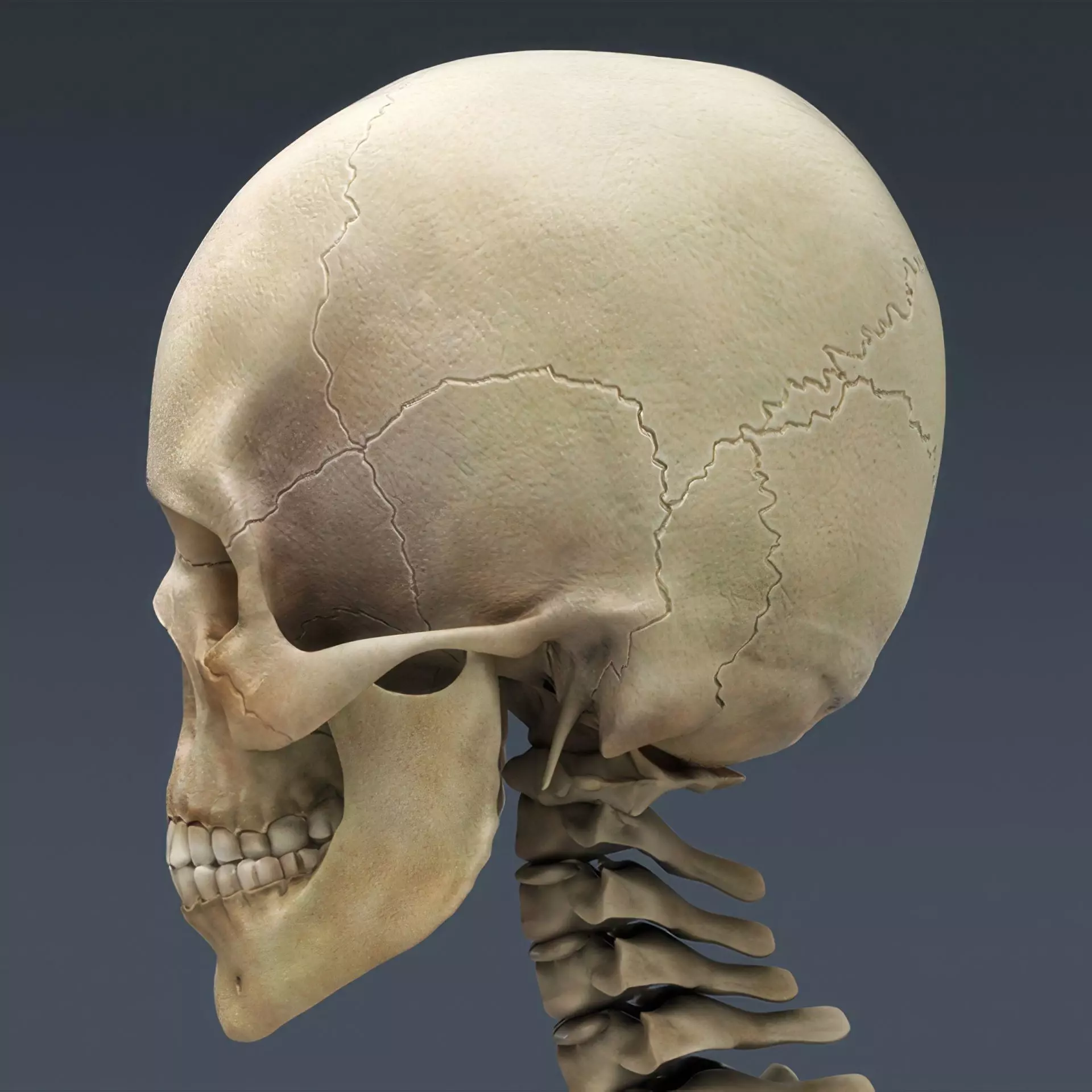 Human Skeleton System Rigged 3D model_15
