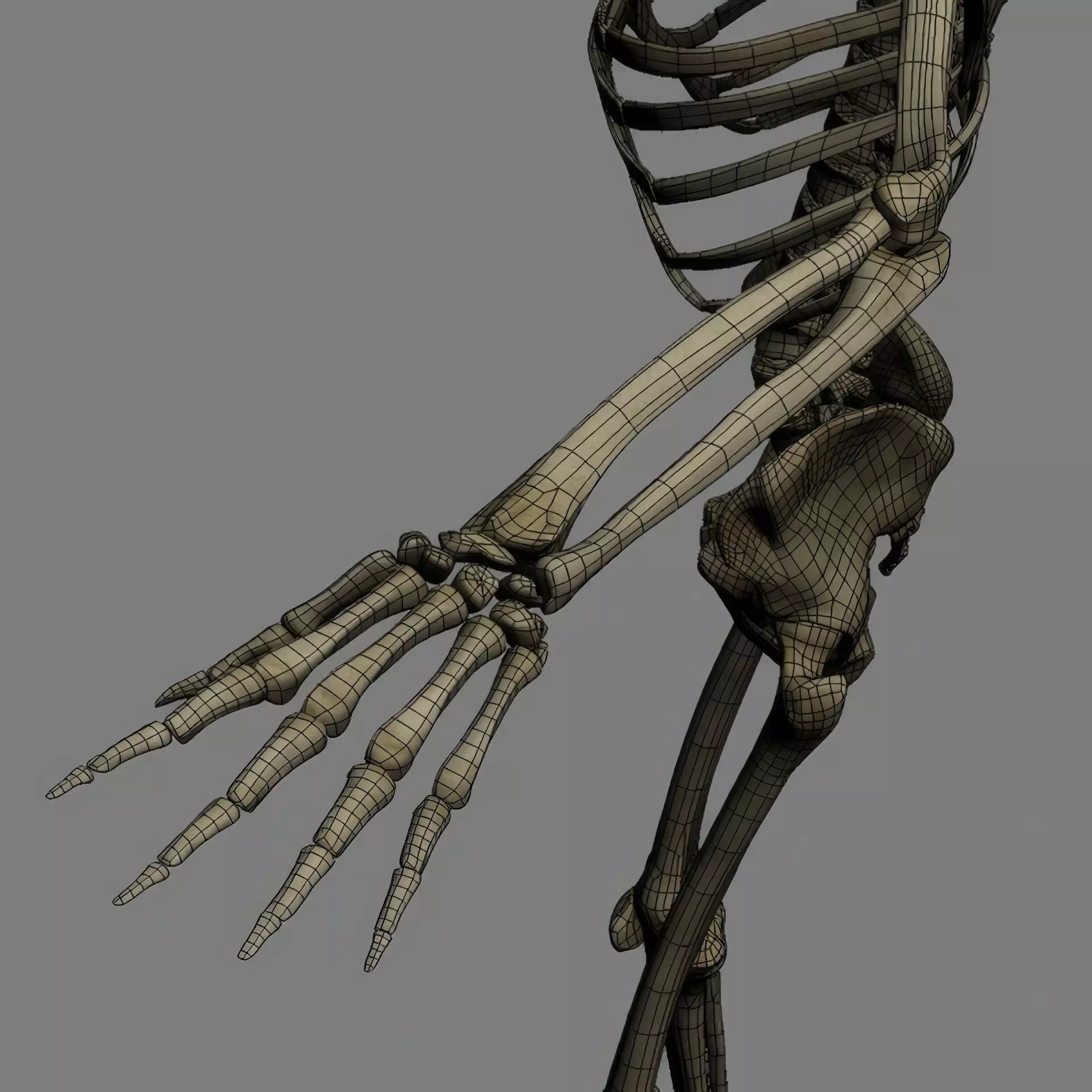 Human Skeleton System Rigged 3D model_25