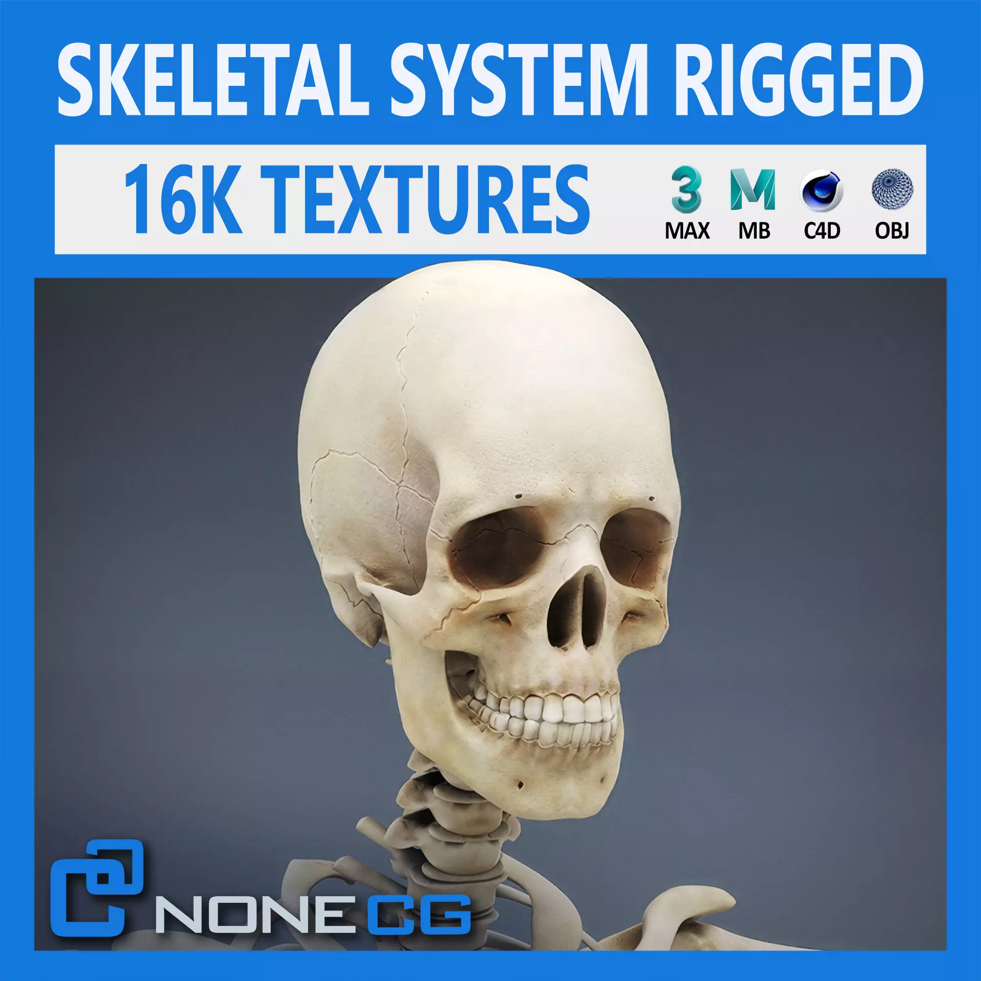 Human Skeleton System Rigged 3D model_0