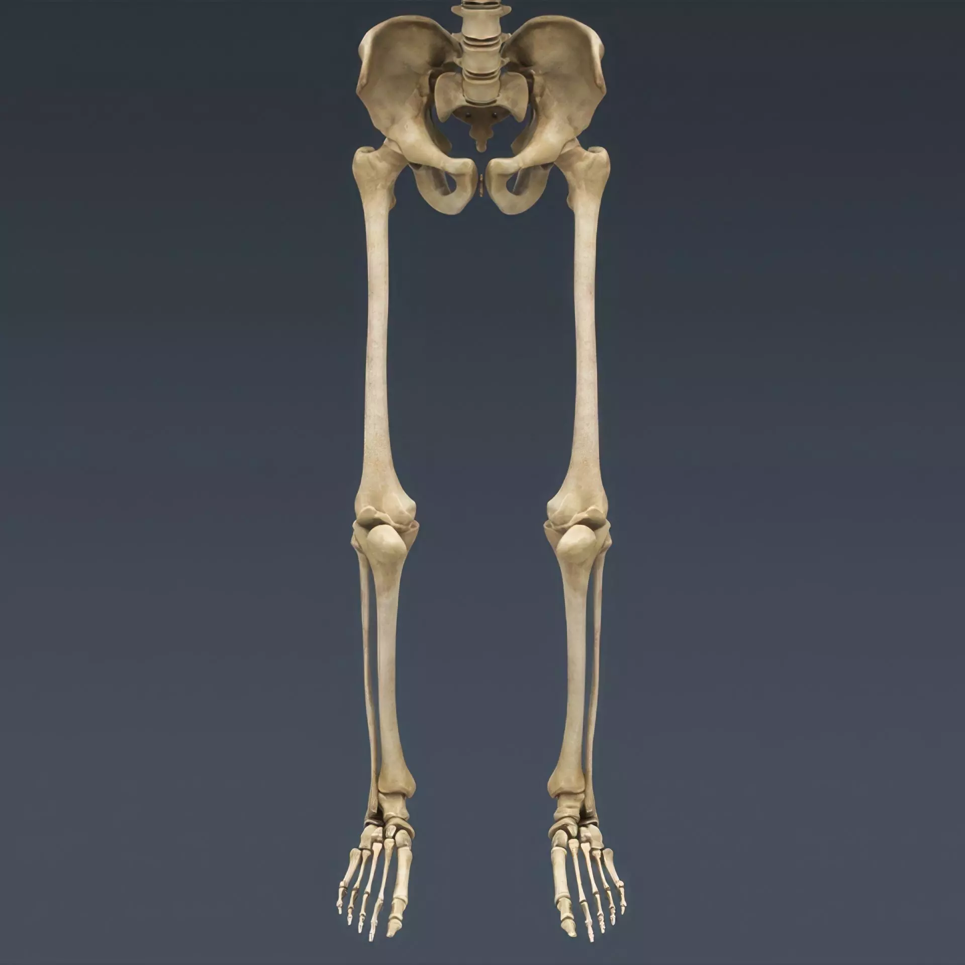Human Skeleton System Rigged 3D model_12