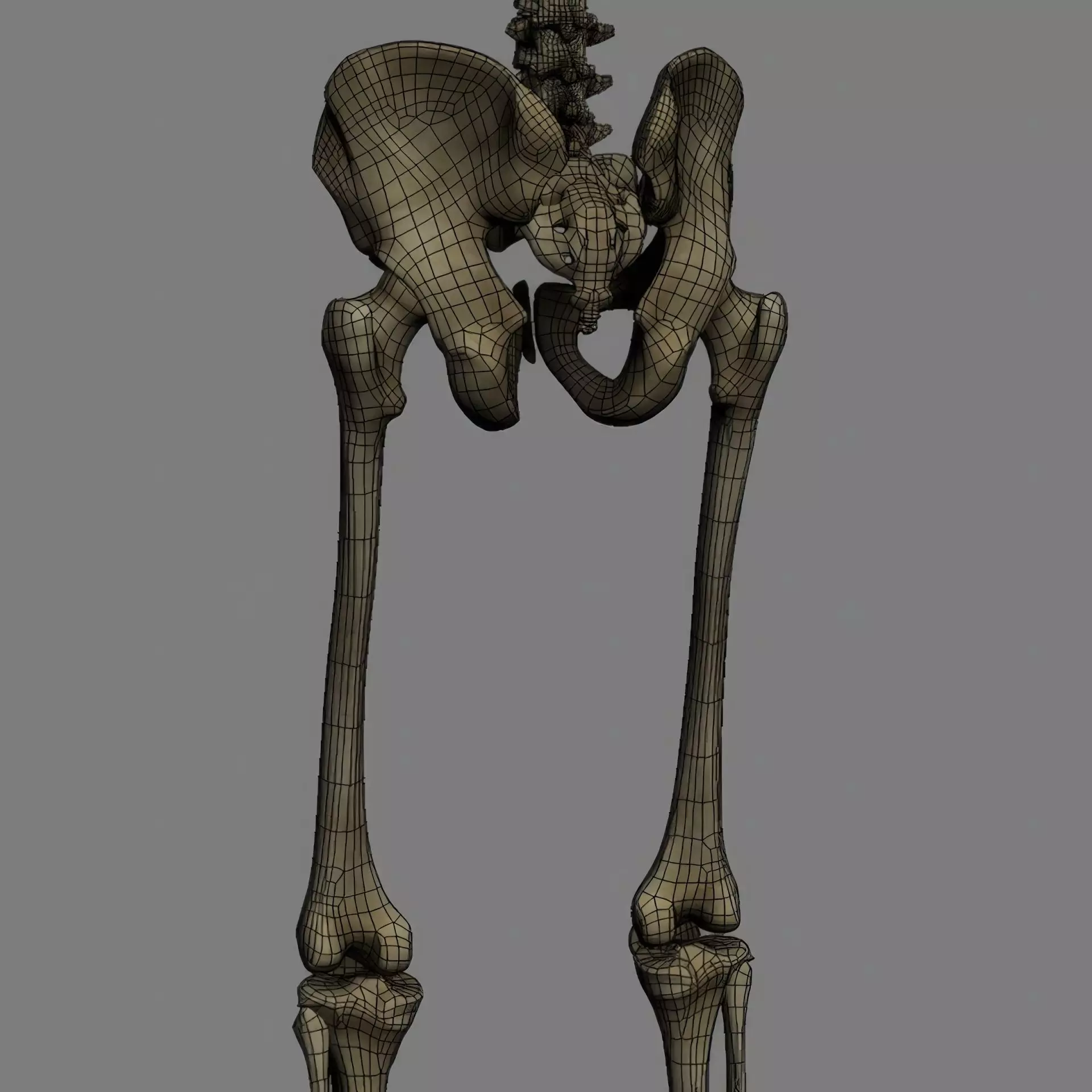 Human Skeleton System Rigged 3D model_27