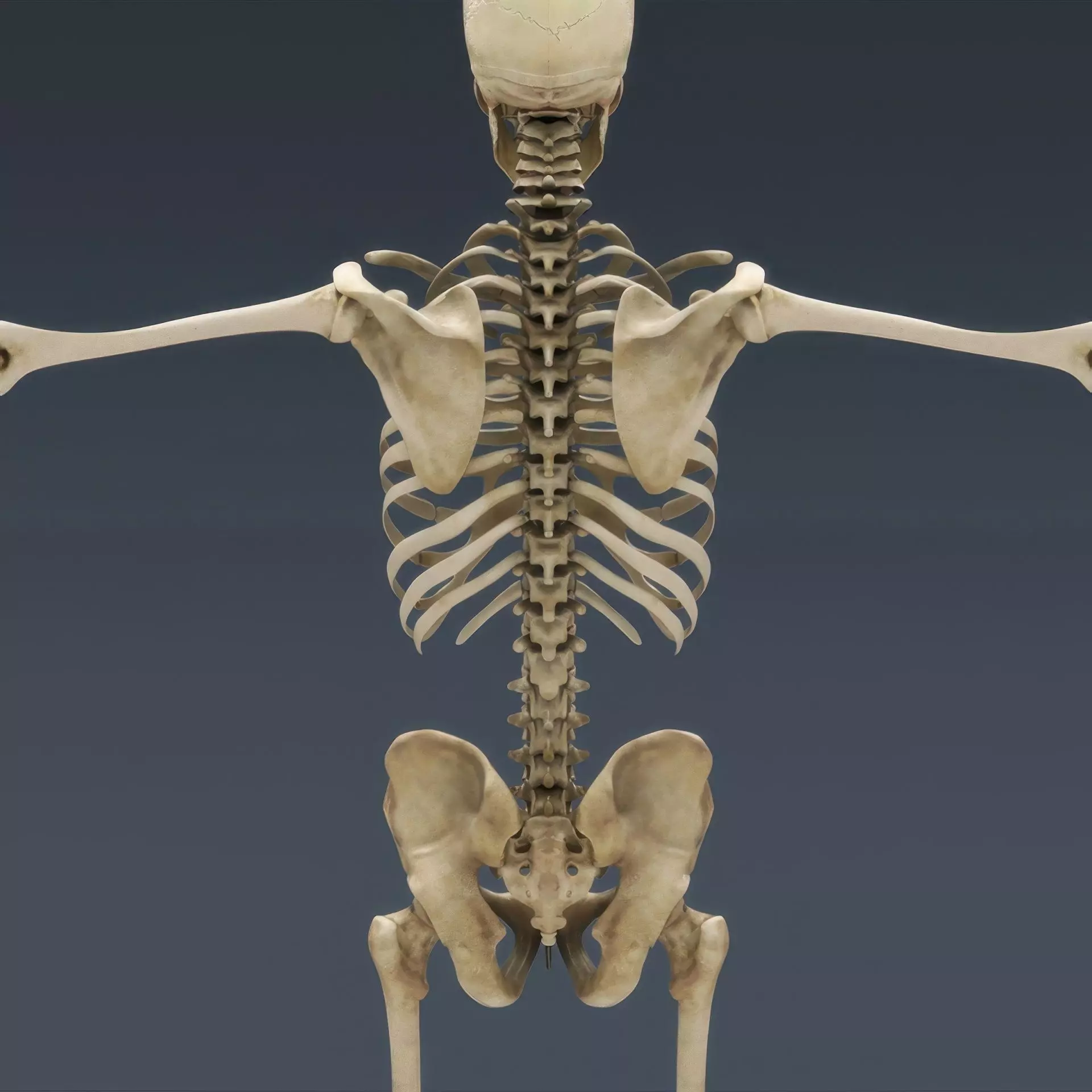 Human Skeleton System Rigged 3D model_5