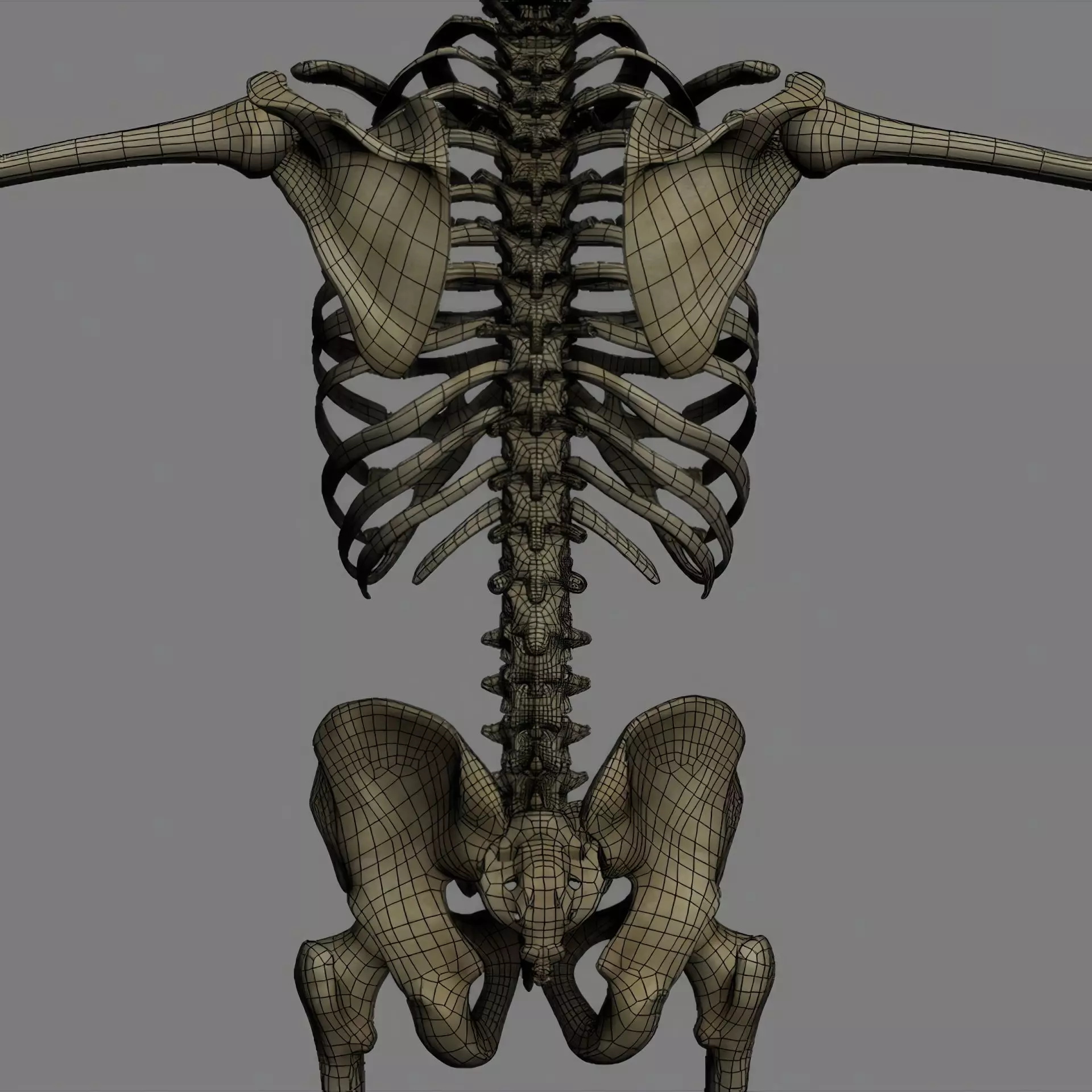 Human Skeleton System Rigged 3D model_22